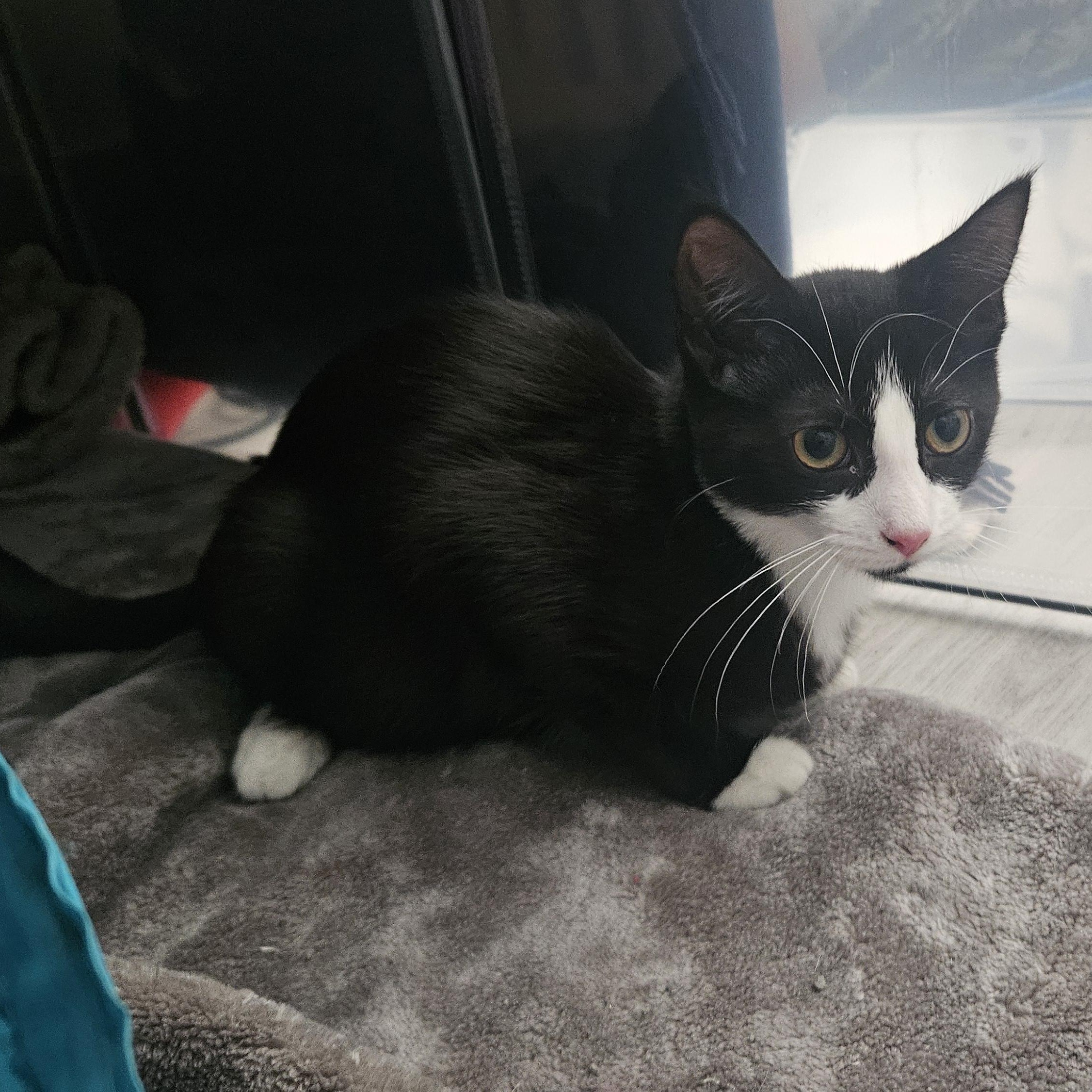 Enlarge Trinity (with Tatum), a ADOPTABLE Domestic Short Hair in Norwalk, CT image 6/6