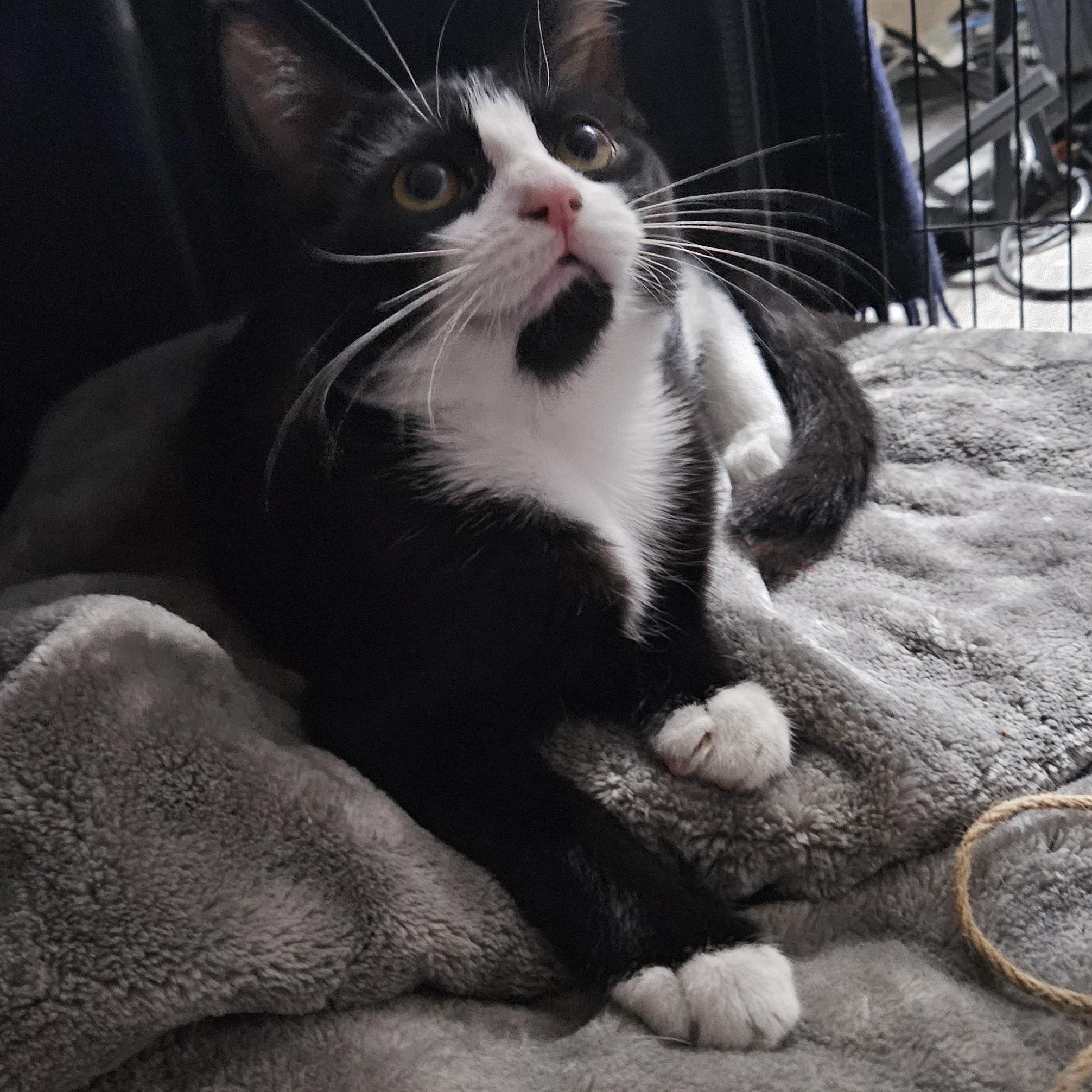 Trinity (with Tatum), ADOPTABLE, Kitten Female Domestic Short Hair.