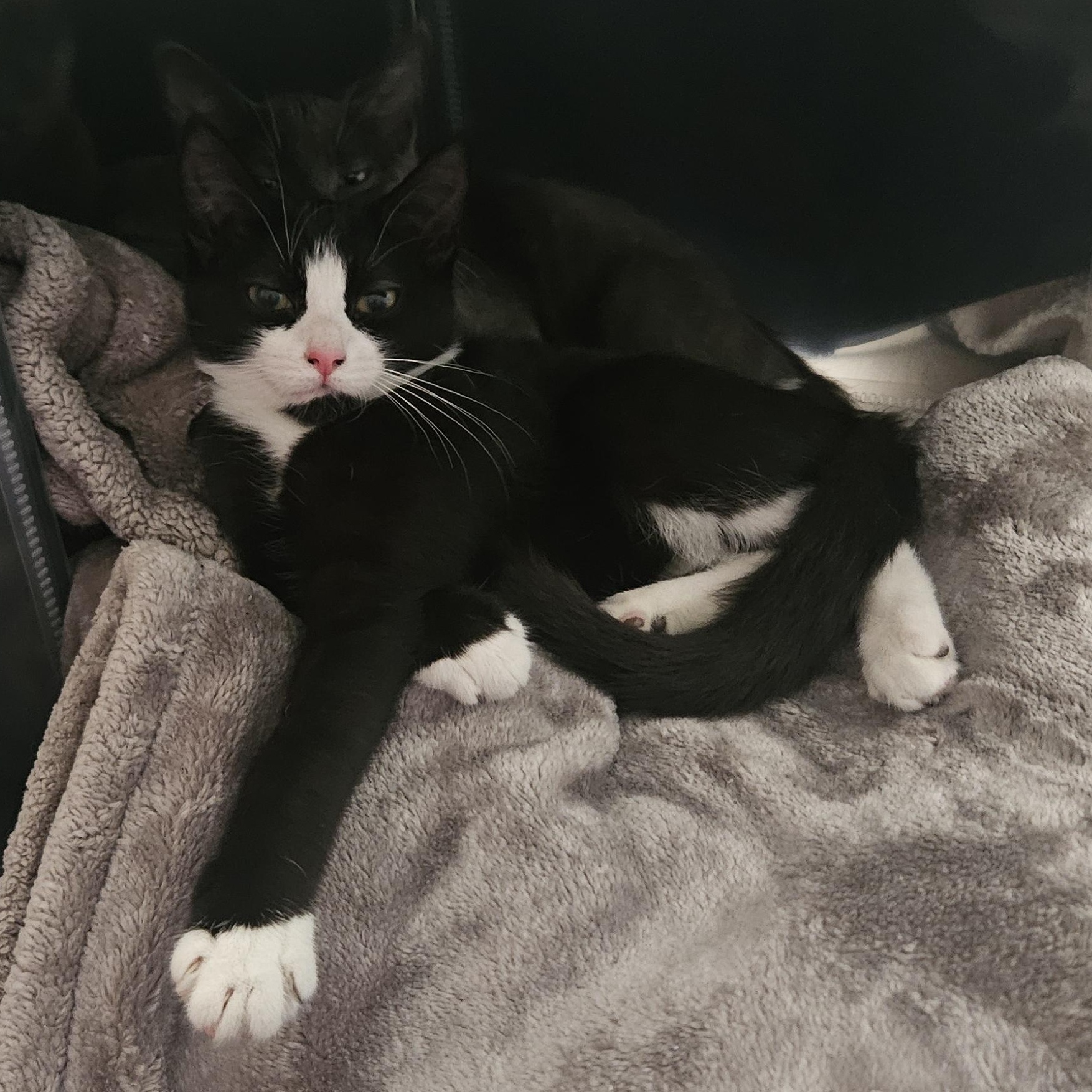 Enlarge Trinity (with Tatum), a ADOPTABLE Domestic Short Hair in Norwalk, CT image 4/6