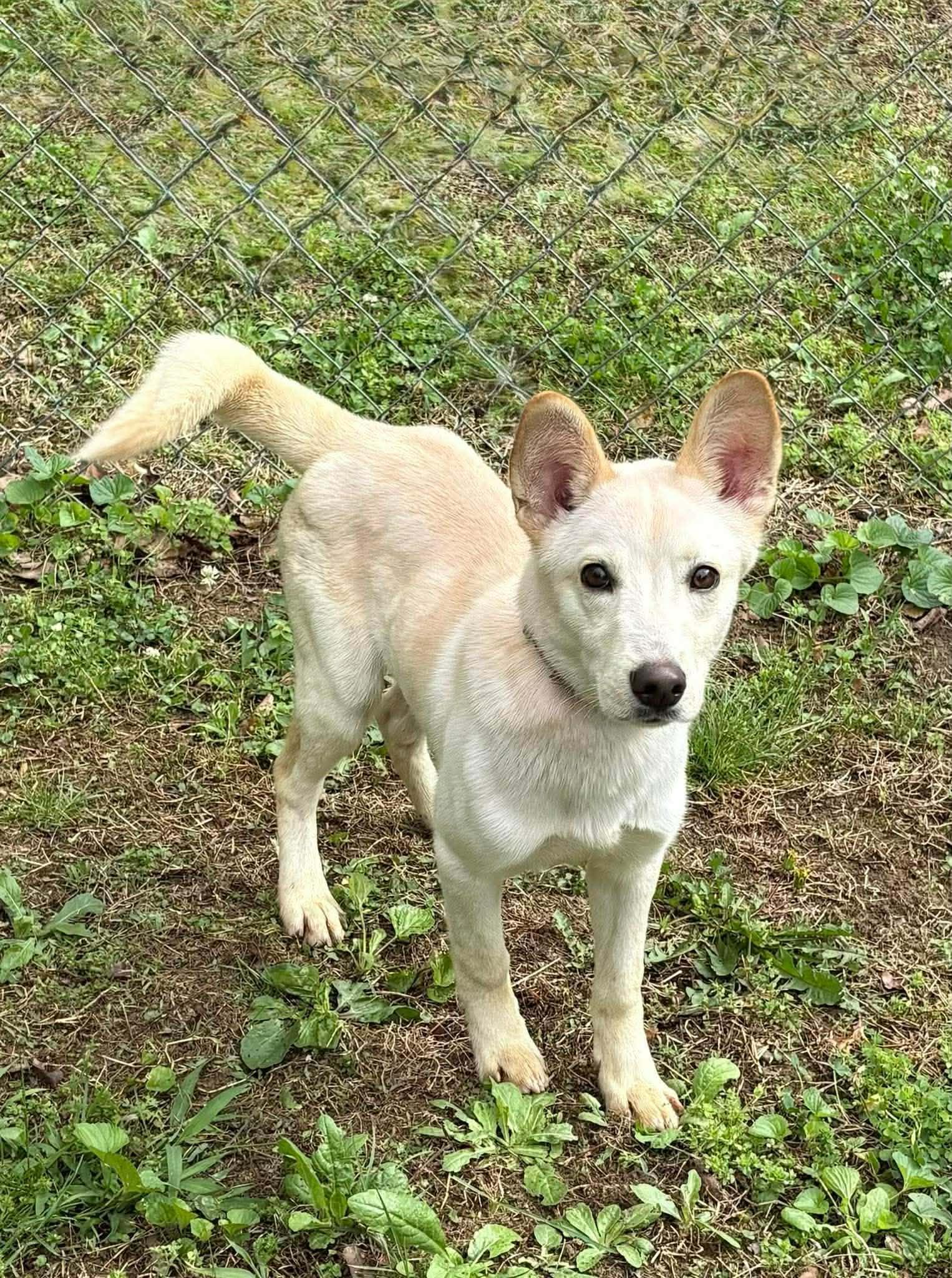 Cloud, Adopted, Young Male Labrador Retriever.