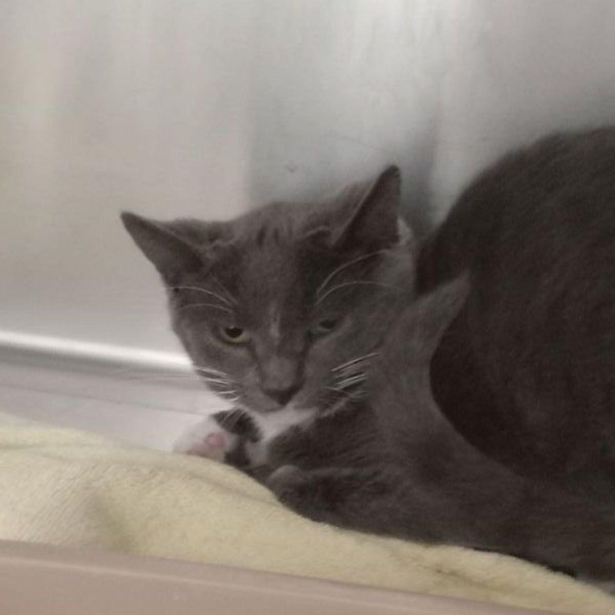 Spice, Adoptable, Young Male Domestic Short Hair.