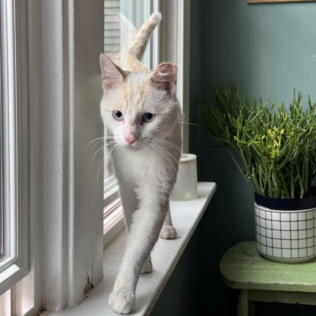 Charlie, Adopted, Young Male Domestic Short Hair & Siamese.