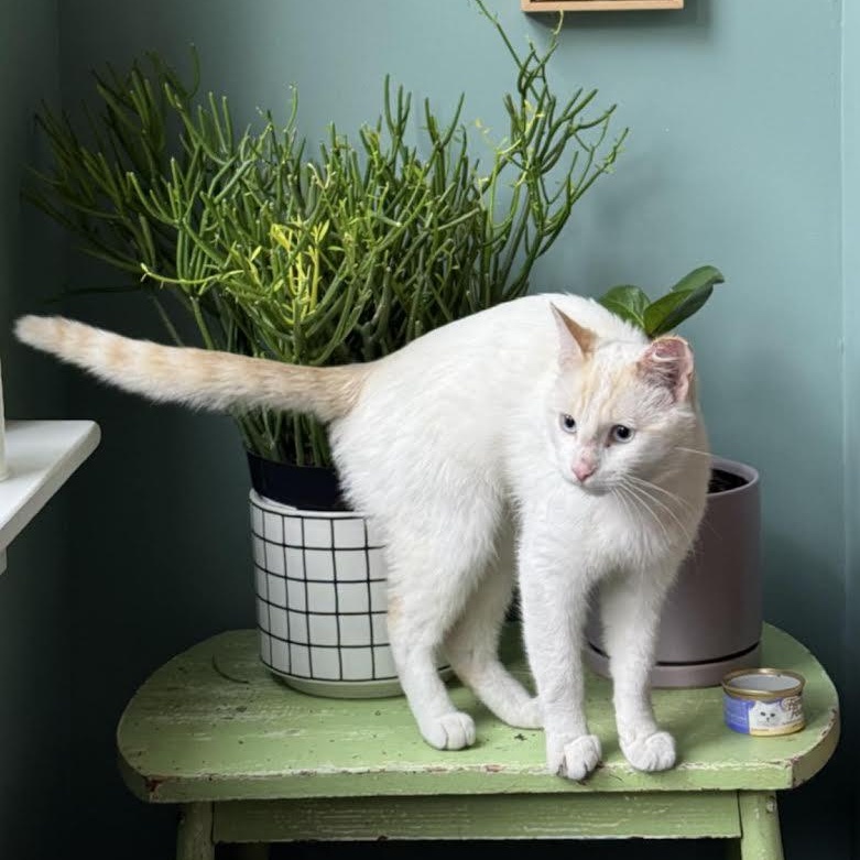 Enlarge Charlie, a Adopted mixed breed in CHICAGO, IL image 2/3