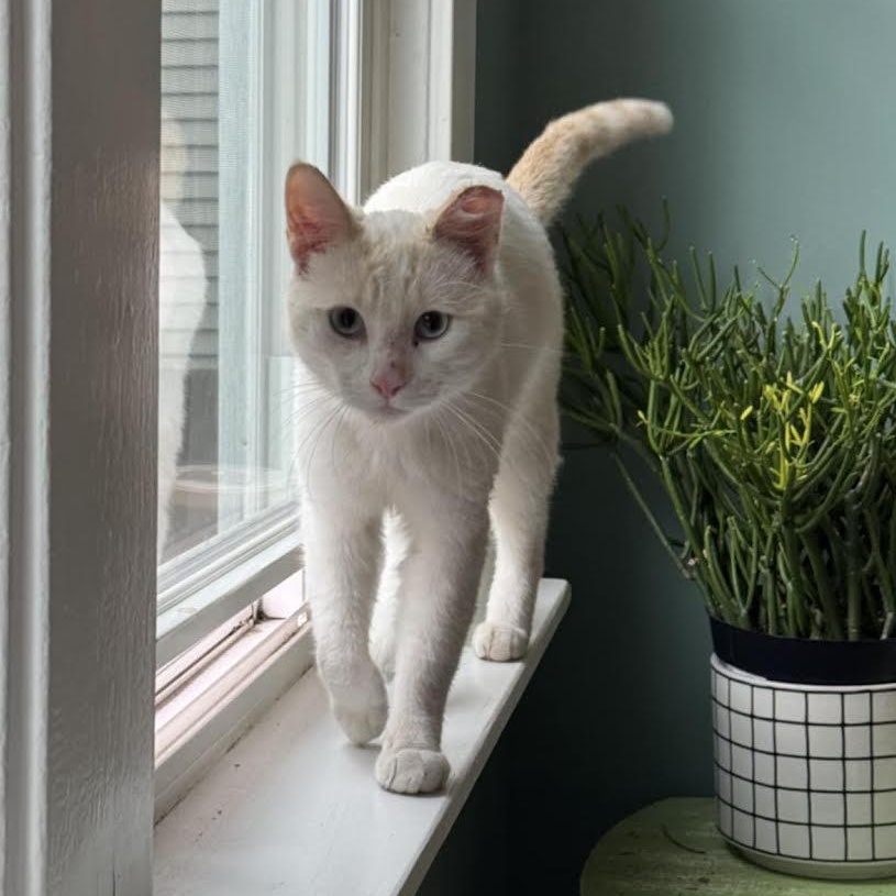 Enlarge Charlie, a Adopted mixed breed in CHICAGO, IL image 3/3