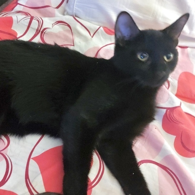 Cat for adoption - Jade *CH*, a Domestic Short Hair in