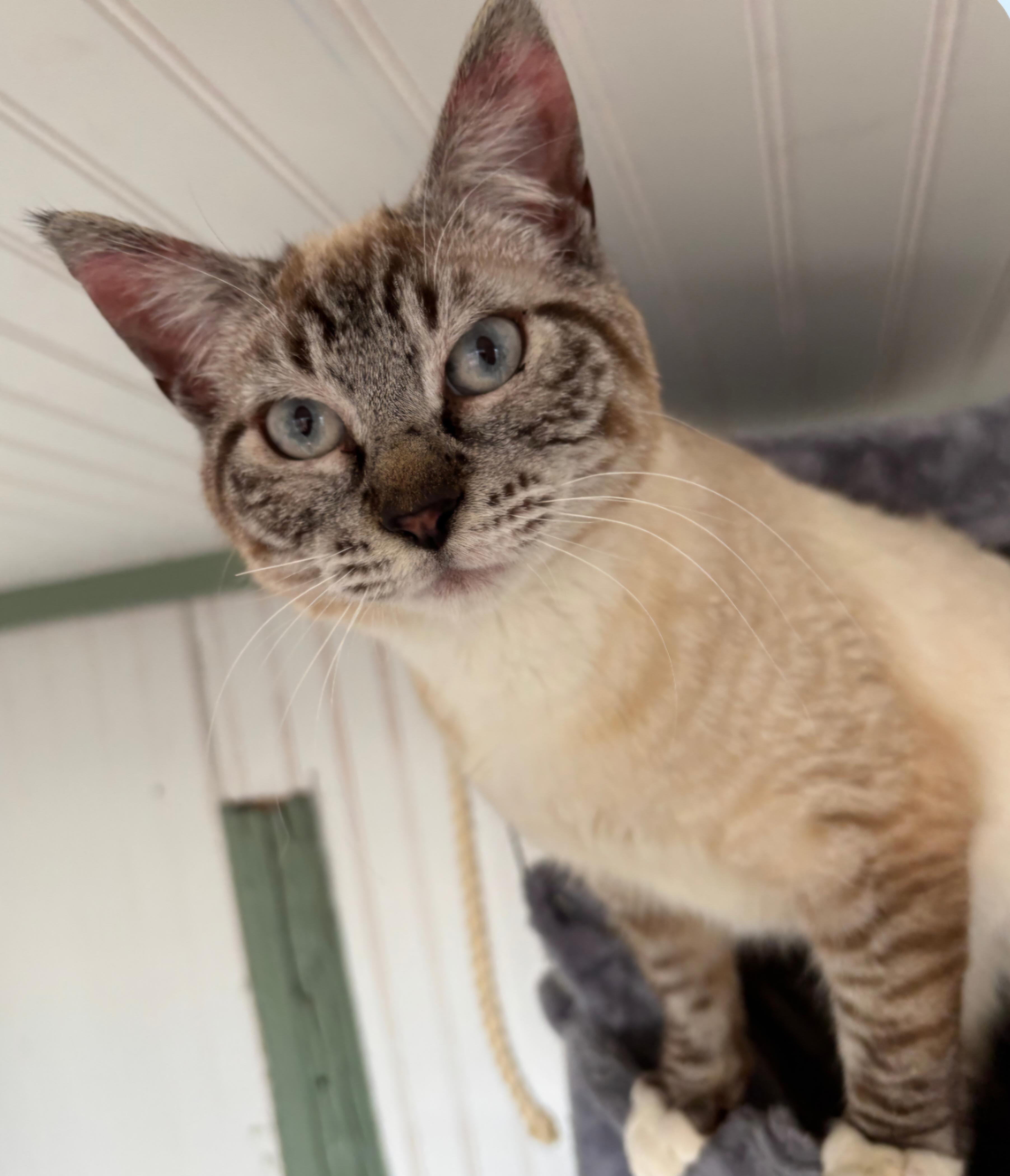 Isaac Rocks, Adoptable, Young Male Siamese.
