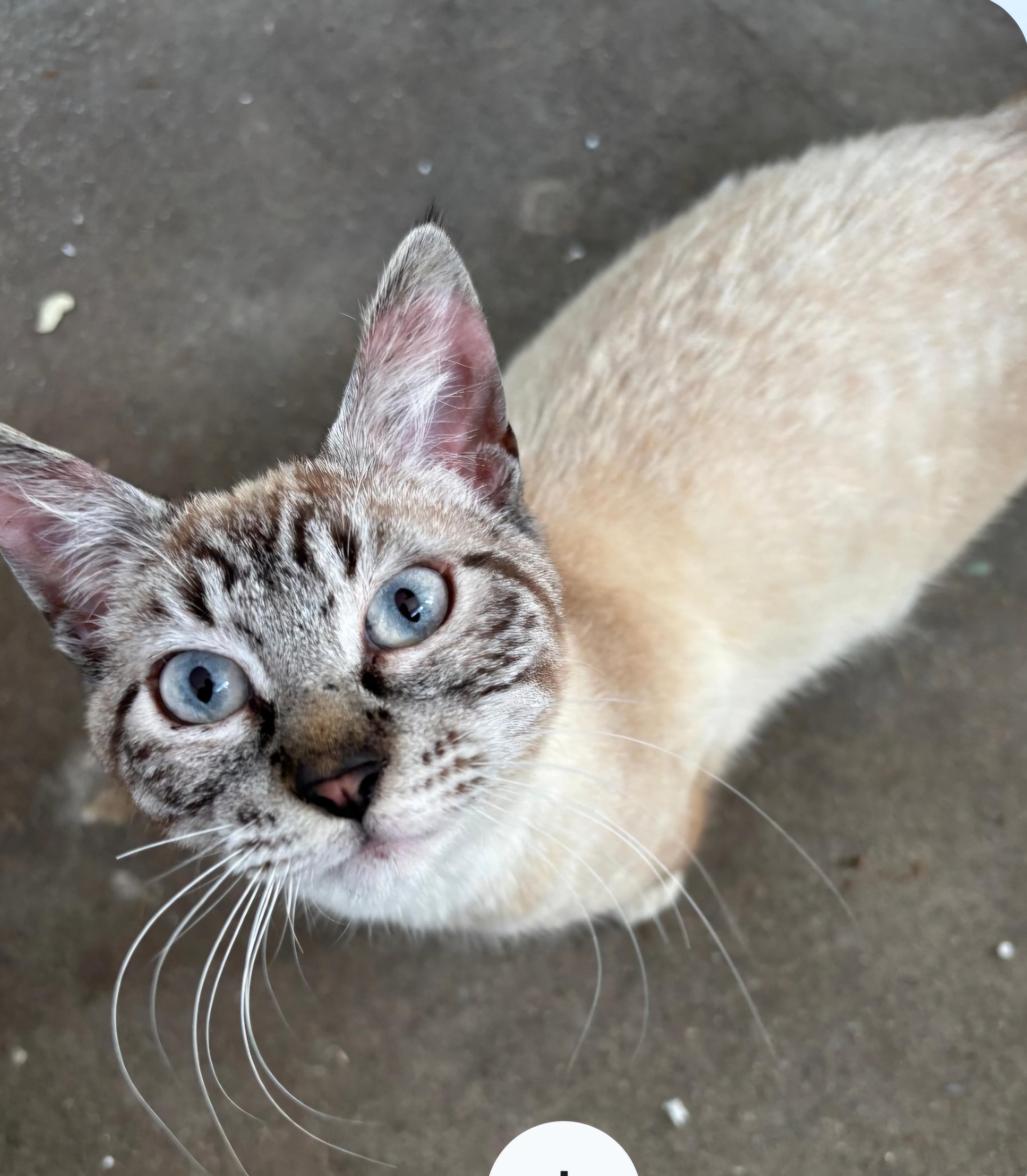 Enlarge Isaac Rocks, a Adoptable mixed breed in Buhl, ID image 4/6