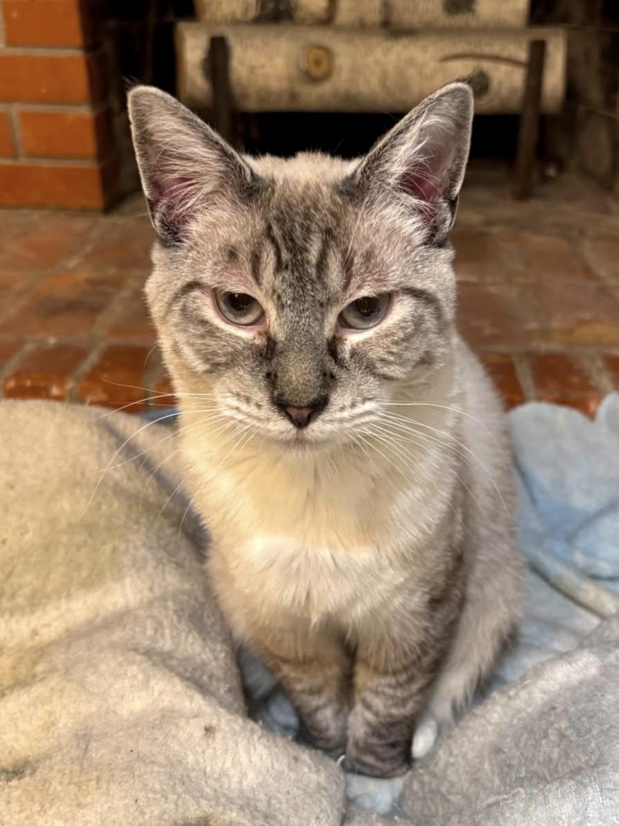 Isaac Rocks, a Adoptable mixed breed in Buhl, ID image 3/3
