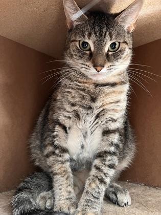 Enlarge Puma, a Adoptable Domestic Short Hair in Shohola, PA image 1/1