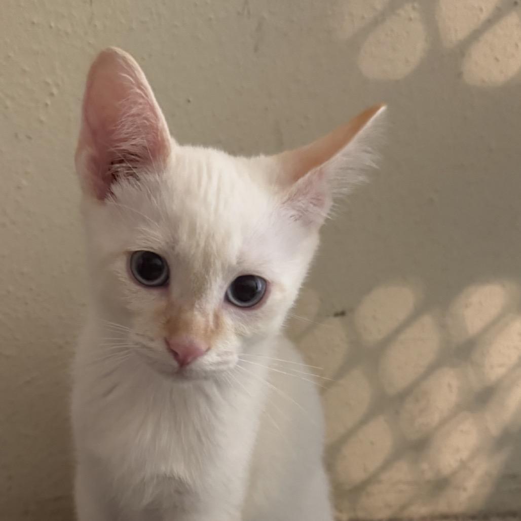 Frost, Adoptable, Kitten Male Siamese.