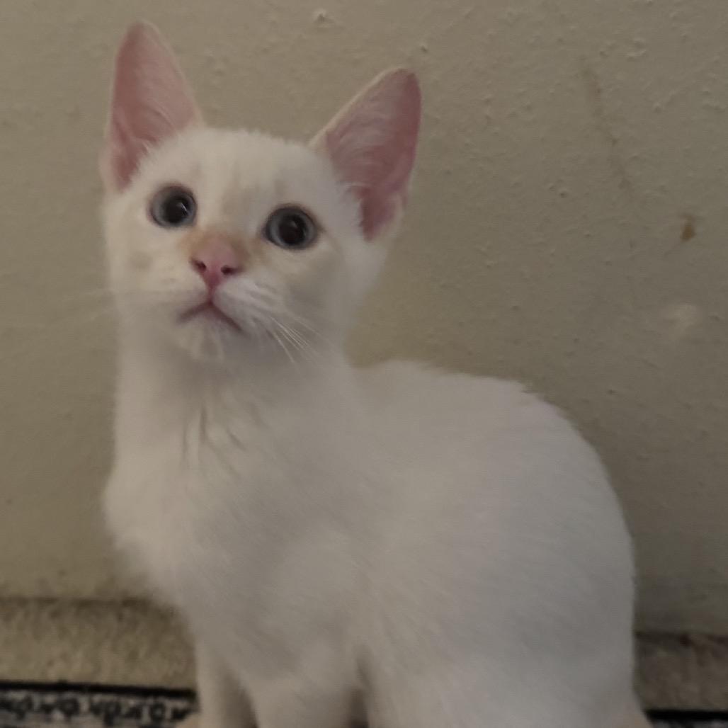 Enlarge Frost, a Adoptable Siamese in Houston, TX image 2/4