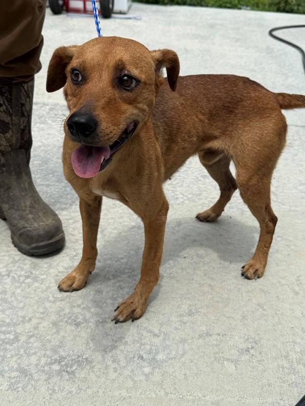 Billy, Adoptable, Young Male Jack Russell Terrier.