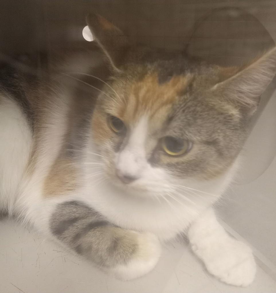 Kiki, Adoptable, Adult Female Domestic Short Hair.