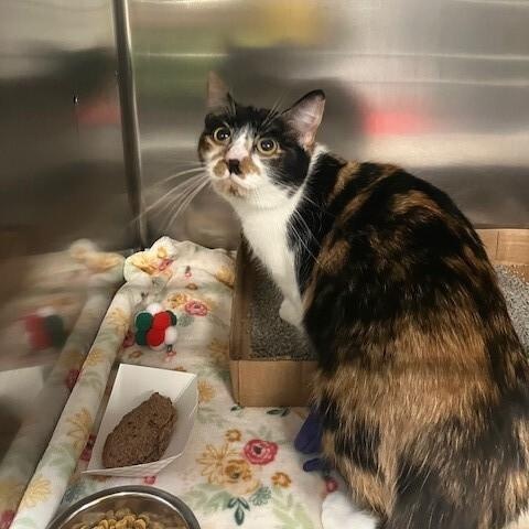 Enlarge Jolie , a ADOPTABLE Domestic Short Hair in Saint Charles, MO image 2/2