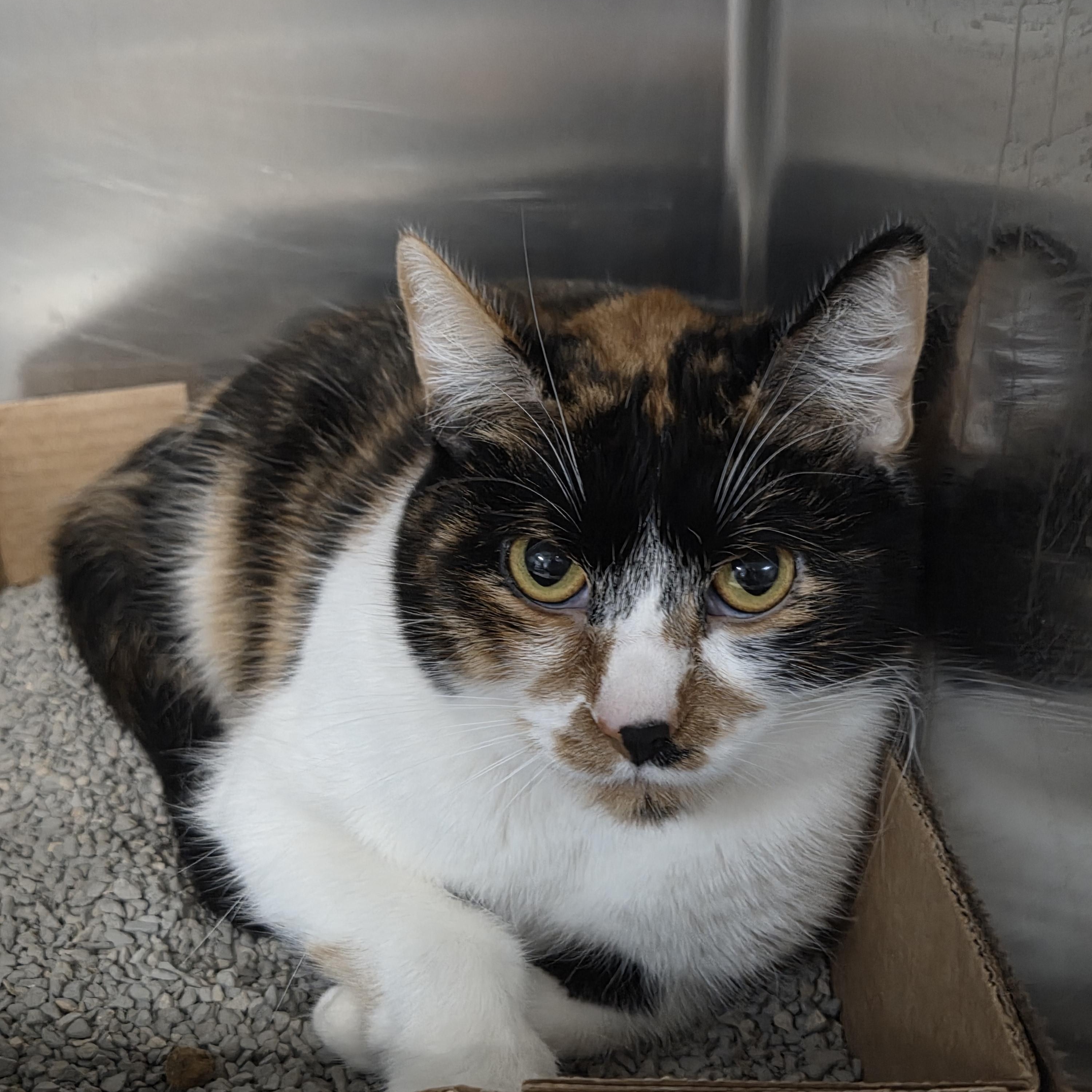 Jolie , ADOPTABLE, Adult Female Domestic Short Hair.