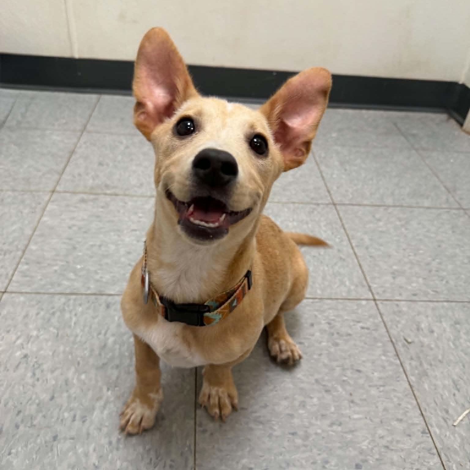 Mustard, an adopted mixed breed in Martinsville, IN image 1/3