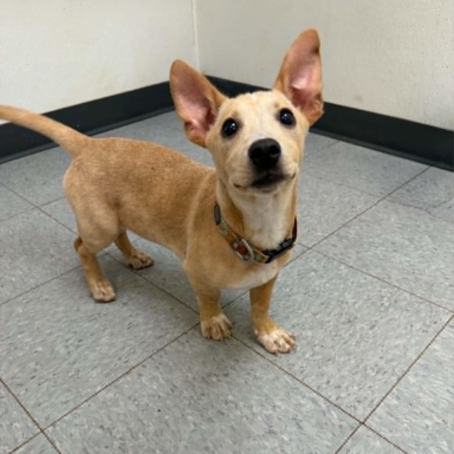 Mustard, an adopted mixed breed in Martinsville, IN image 3/3