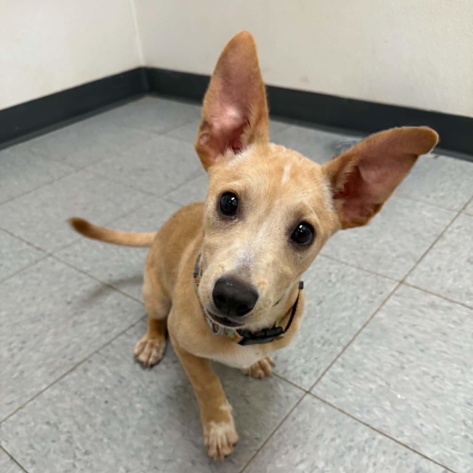 Mustard, an adopted mixed breed in Martinsville, IN image 2/3