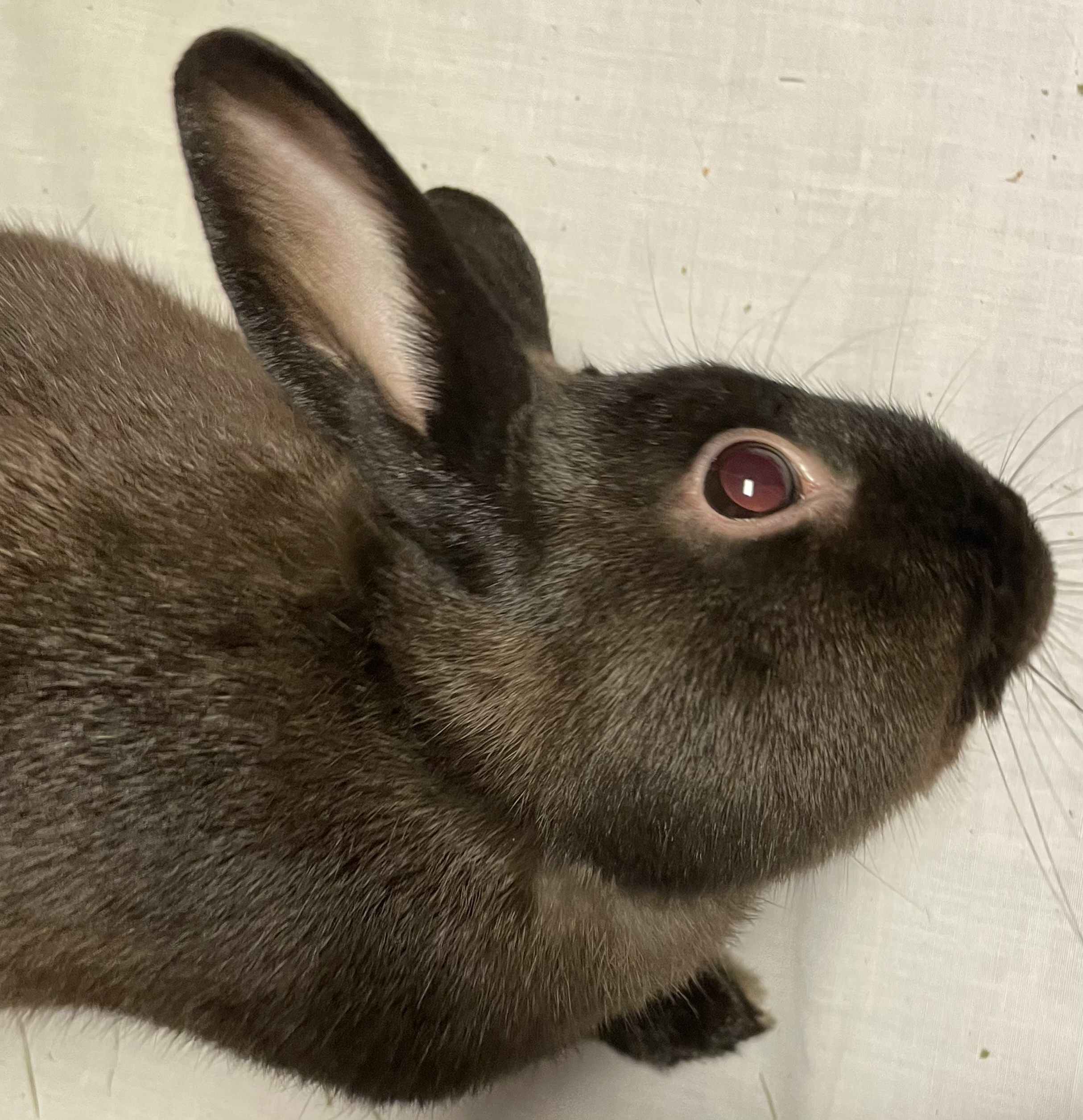 Jake, a Adoptable Dwarf in Alliston, ON image 1/2