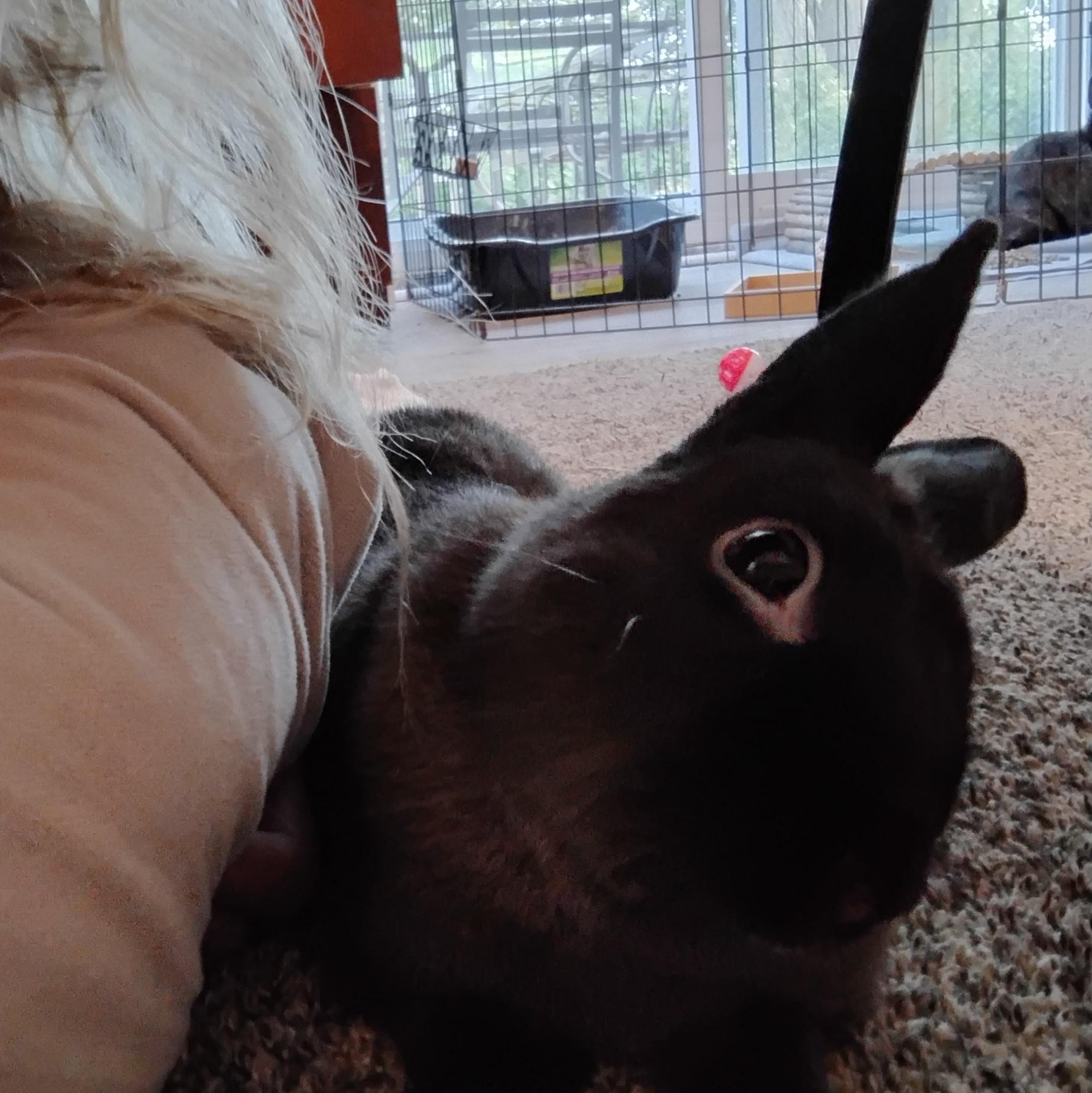 Jake, a Adoptable Dwarf in Everett, ON image 2/6
