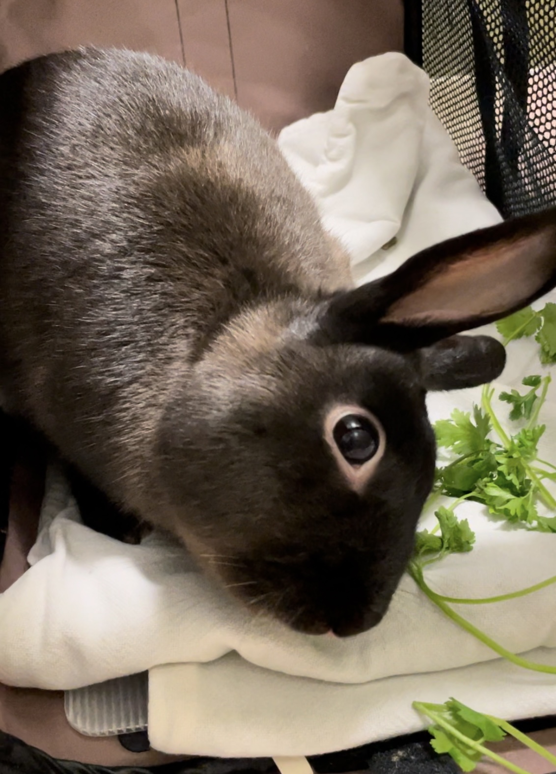 Jake, a Adoptable Dwarf in Alliston, ON image 2/2