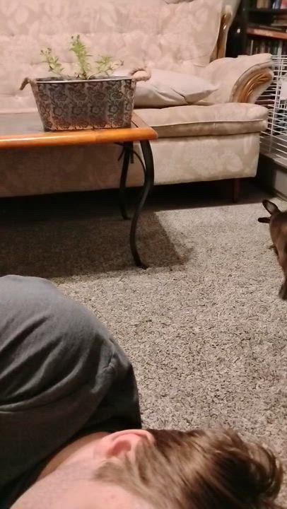 Enlarge Jake, a Adoptable Dwarf in Everett, ON video 4/6