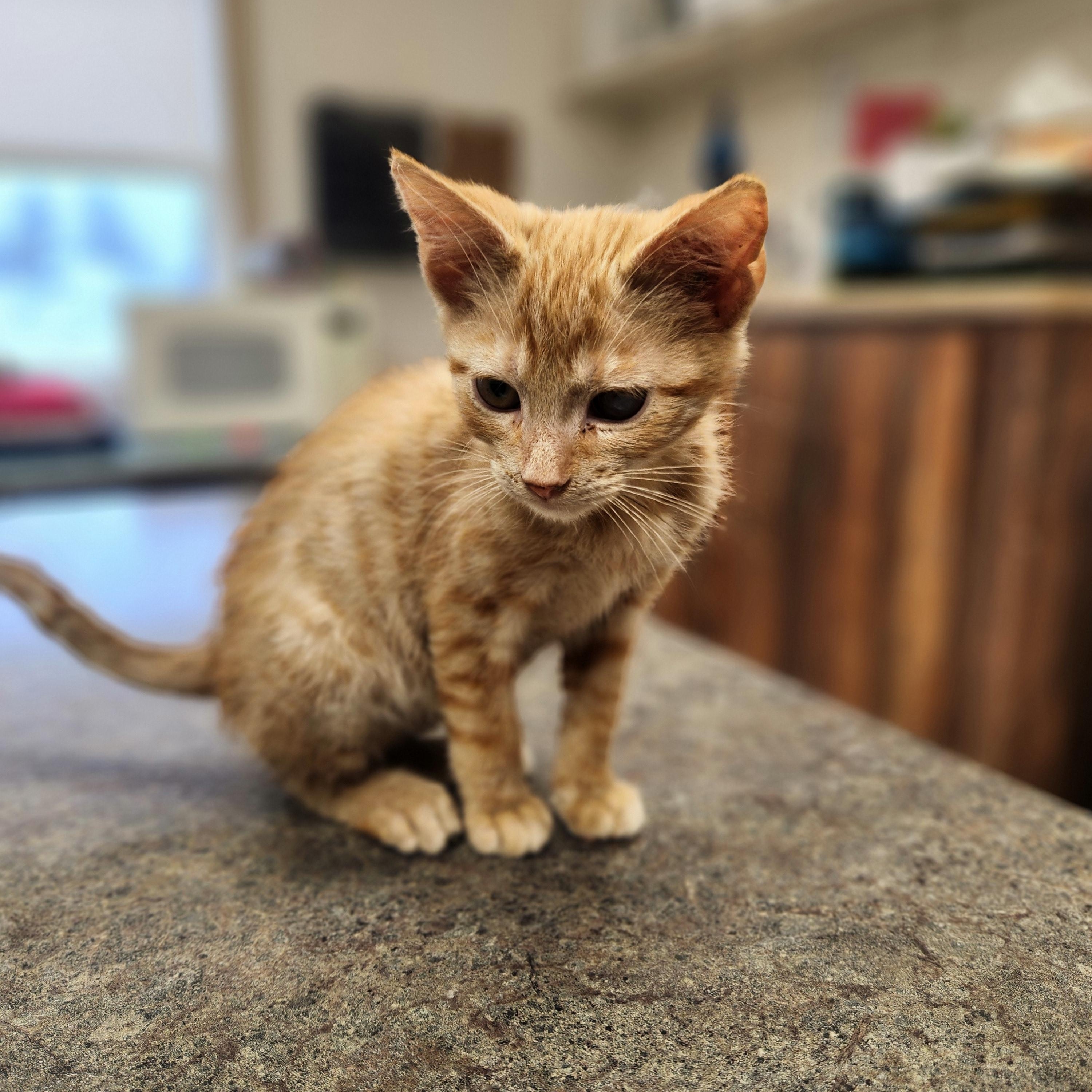 Enlarge Garrett, a ADOPTABLE mixed breed in Waupun, WI image 3/4