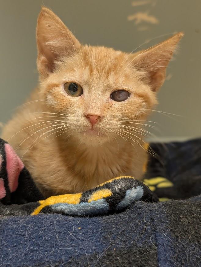 Garrett, ADOPTABLE, Young Male Domestic Short Hair.