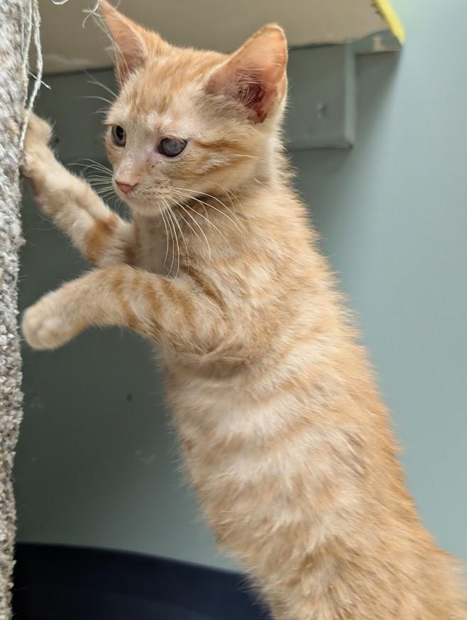 Enlarge Garrett, a ADOPTABLE mixed breed in Waupun, WI image 4/4