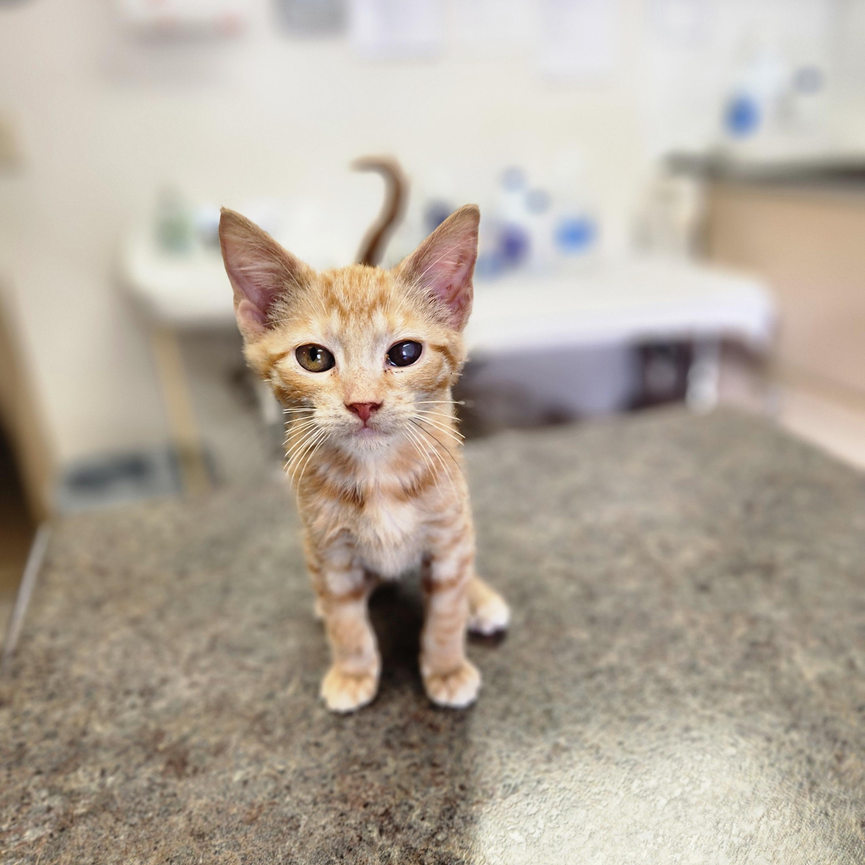 Enlarge Garrett, a ADOPTABLE mixed breed in Waupun, WI image 2/4