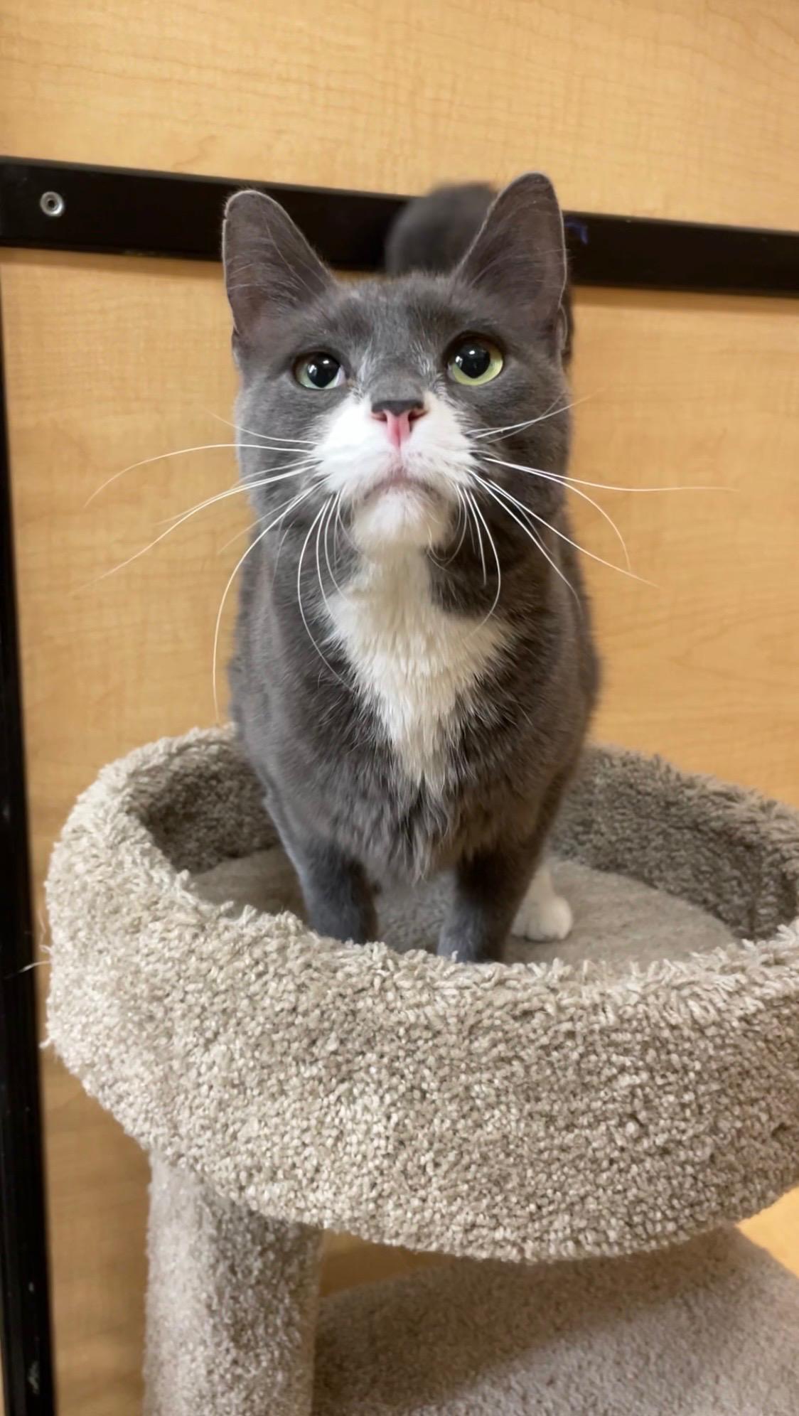 Enlarge Gerald, an adopted Domestic Short Hair in Barrington Hills, IL image 3/5