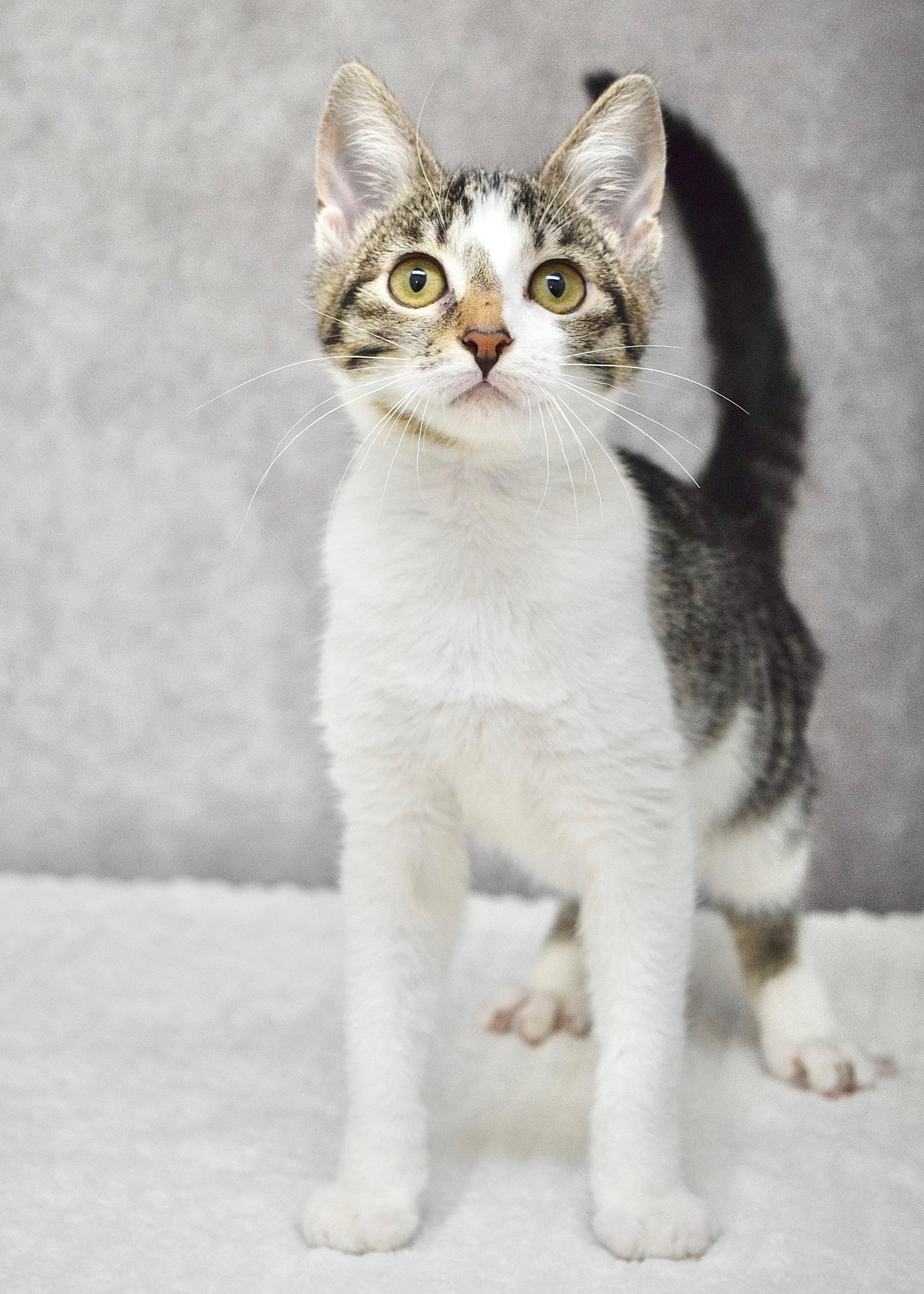 Star, a ADOPTABLE Domestic Short Hair in Dublin, CA image 3/3