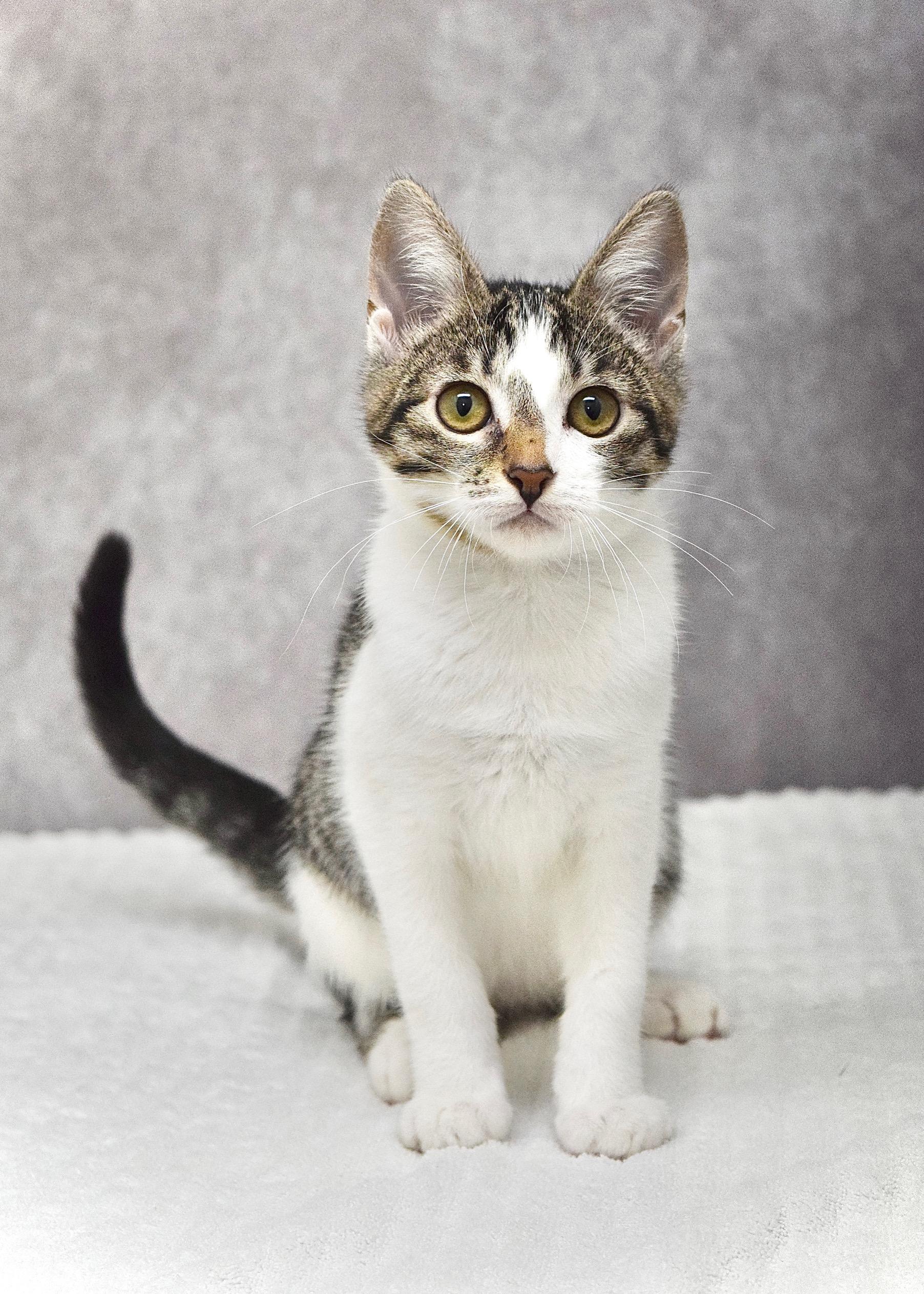 Star, a ADOPTABLE Domestic Short Hair in Dublin, CA image 1/3