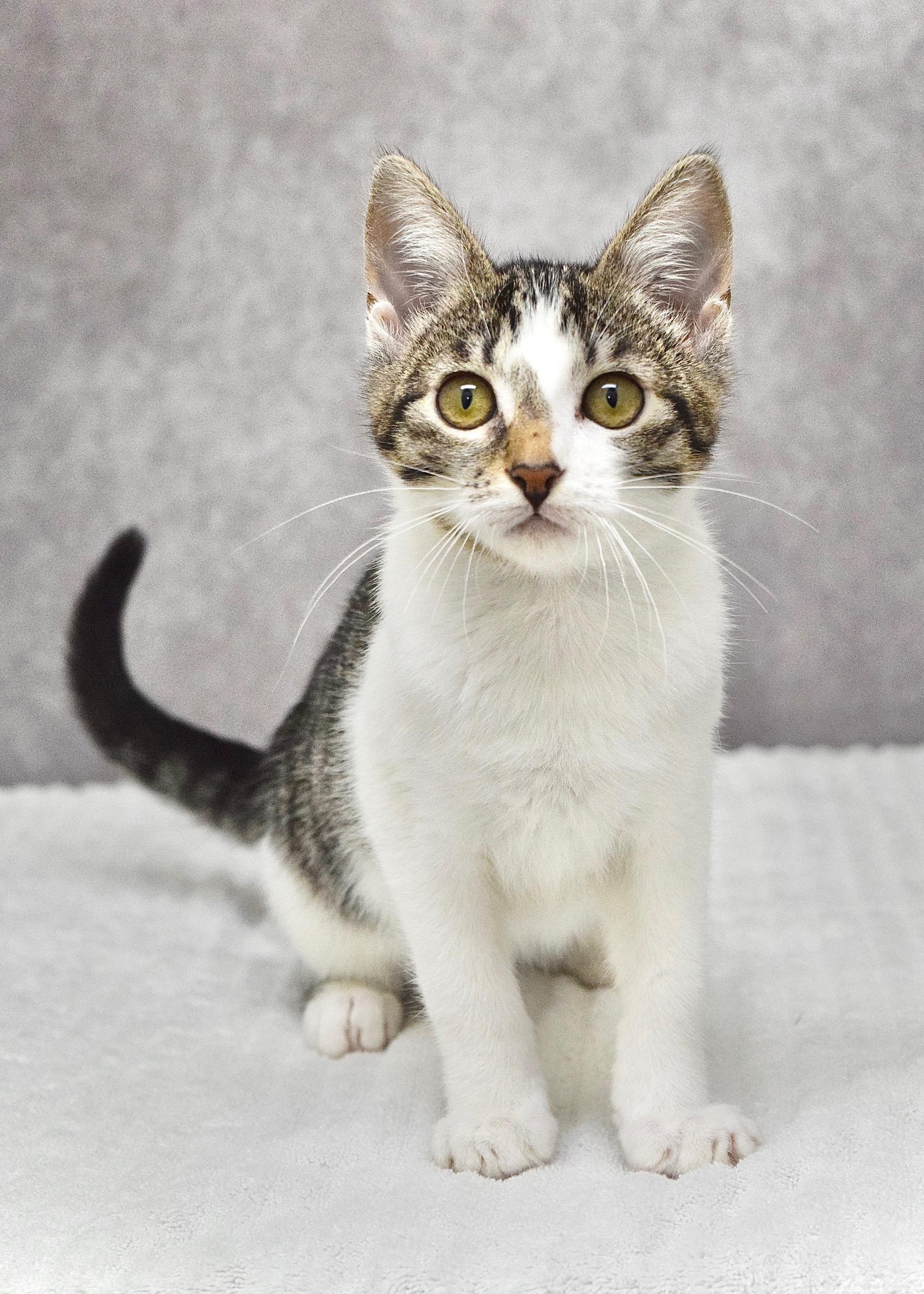 Star, a ADOPTABLE Domestic Short Hair in Dublin, CA image 2/3