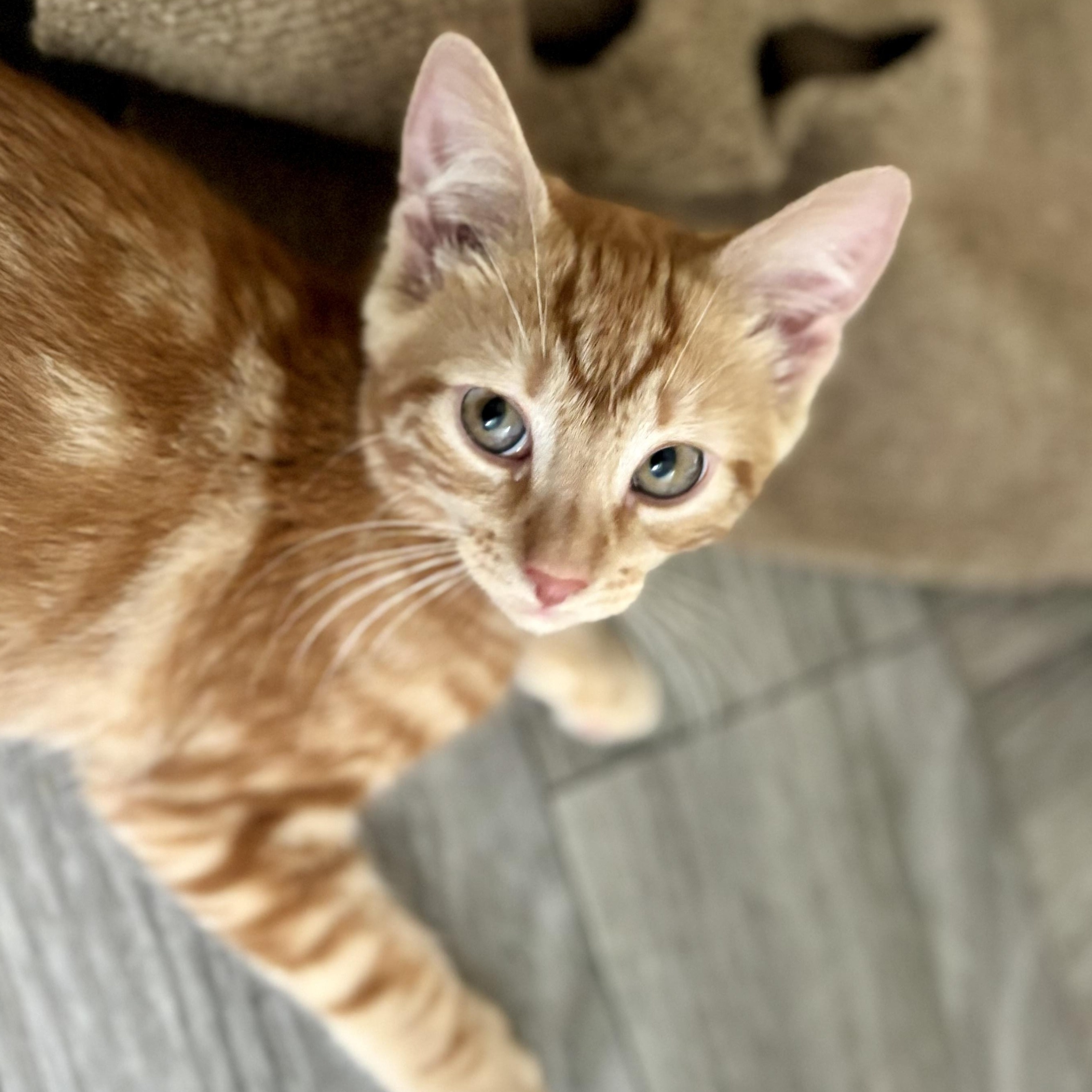 Enlarge Kevin, an adopted Domestic Short Hair in Hudson, NY image 1/1