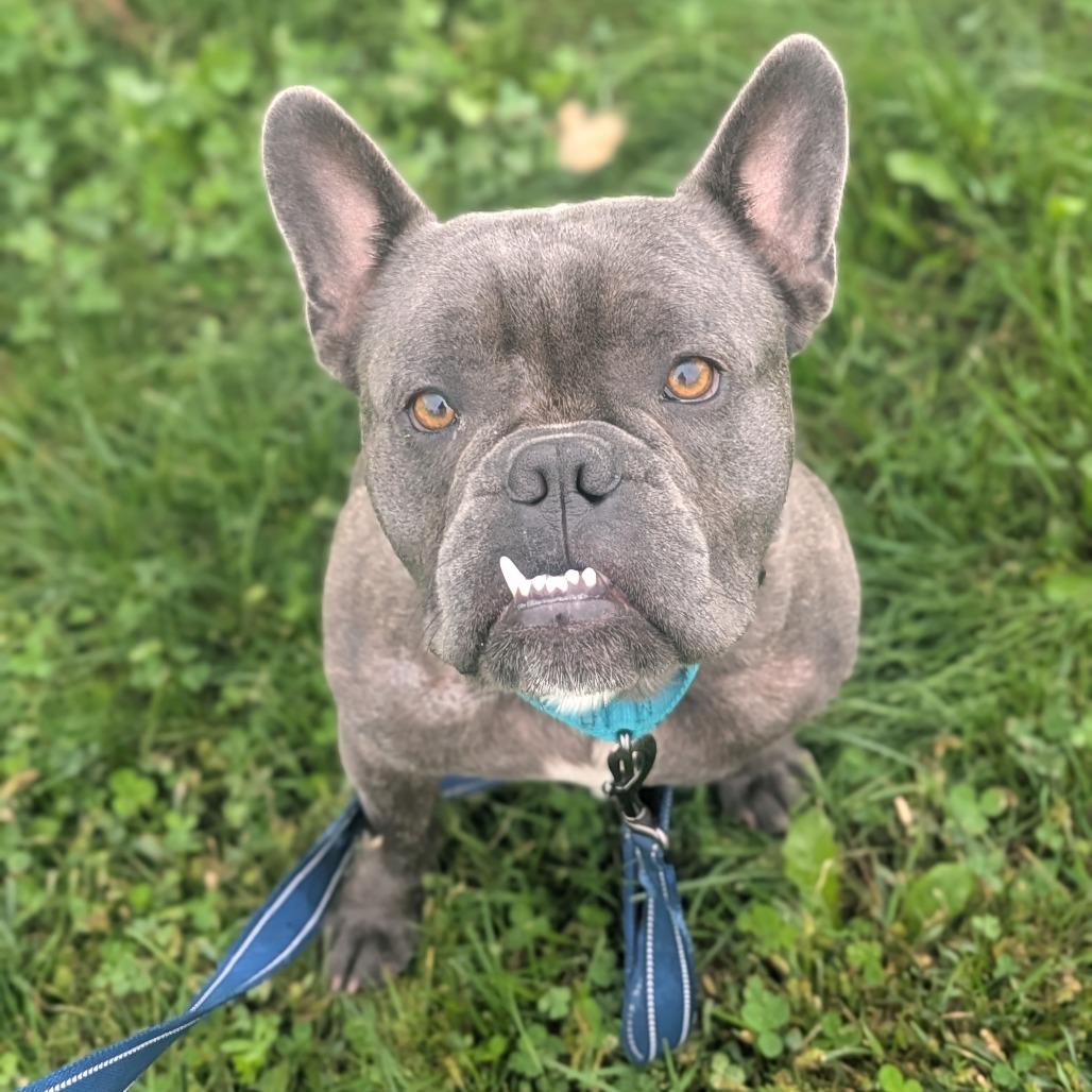 Gaston, Adoptable, Adult Male French Bulldog.