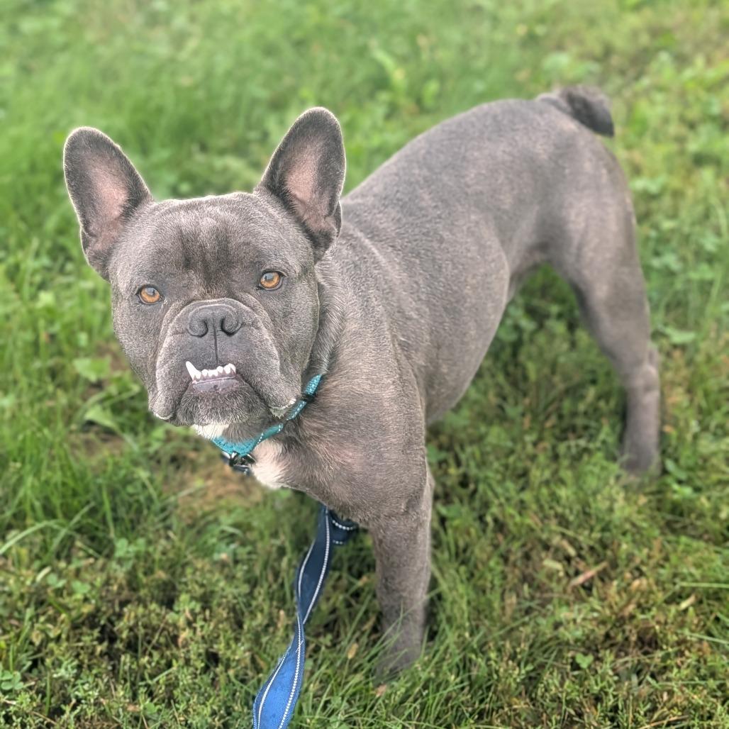 Enlarge Gaston, a Adoptable French Bulldog in Prairie du Chien, WI image 2/3