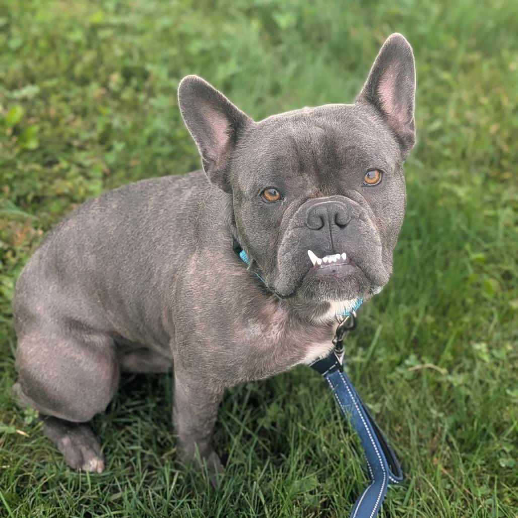Enlarge Gaston, a Adoptable French Bulldog in Prairie du Chien, WI image 3/3