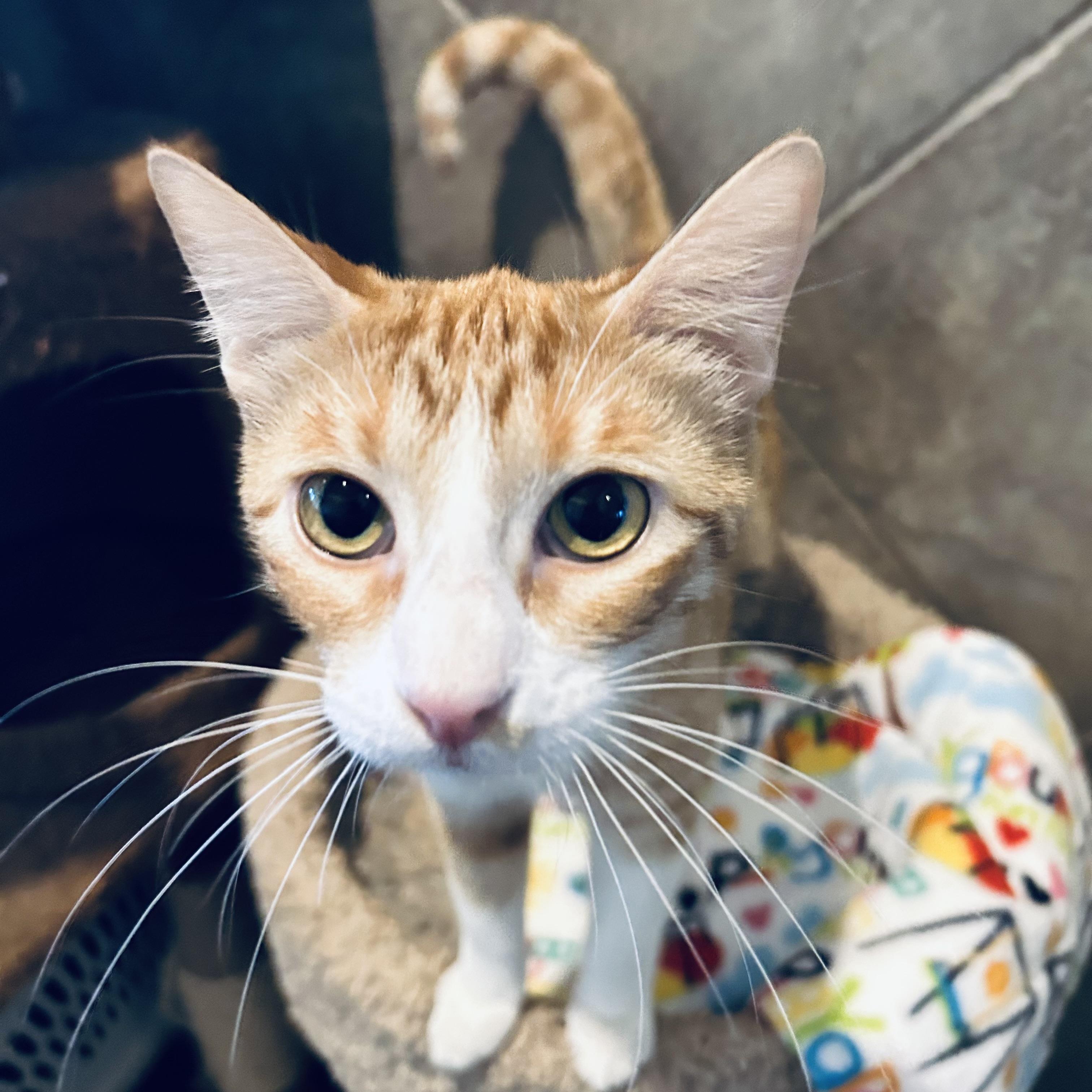 Jinx, Adoptable, Young Female Domestic Short Hair.