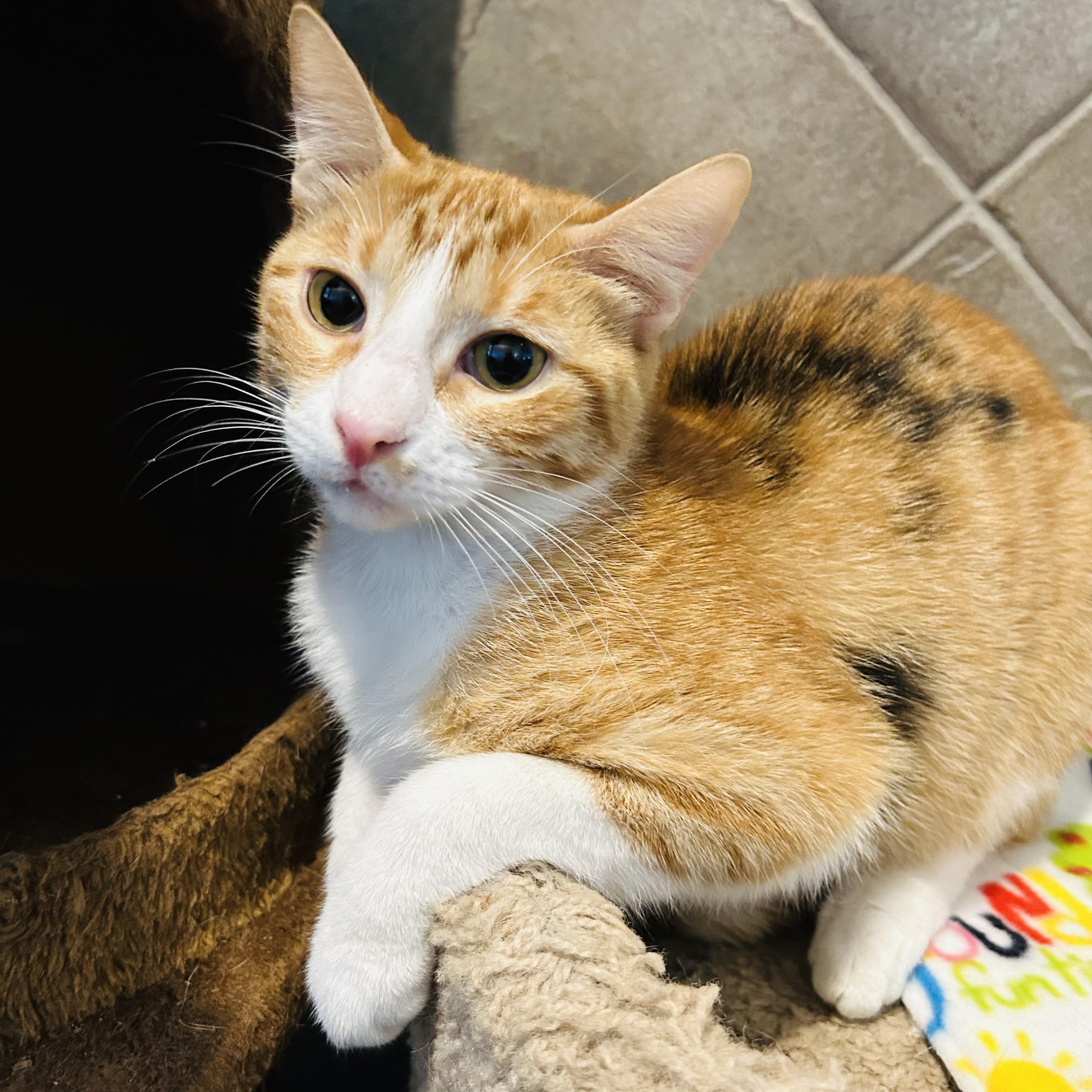 Enlarge Jinx, a Adoptable Domestic Short Hair in Seguin, TX image 4/4