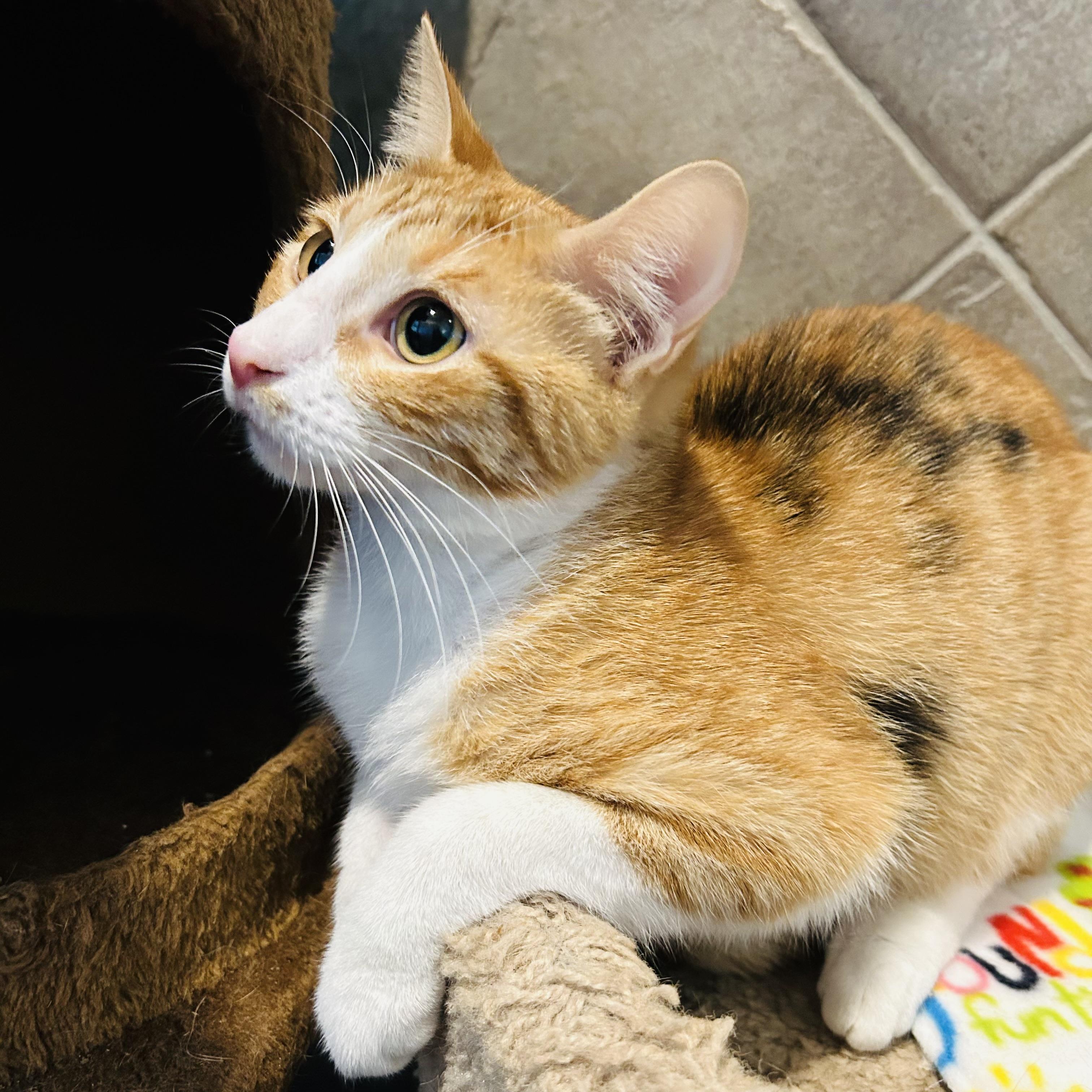 Enlarge Jinx, a Adoptable Domestic Short Hair in Seguin, TX image 2/4