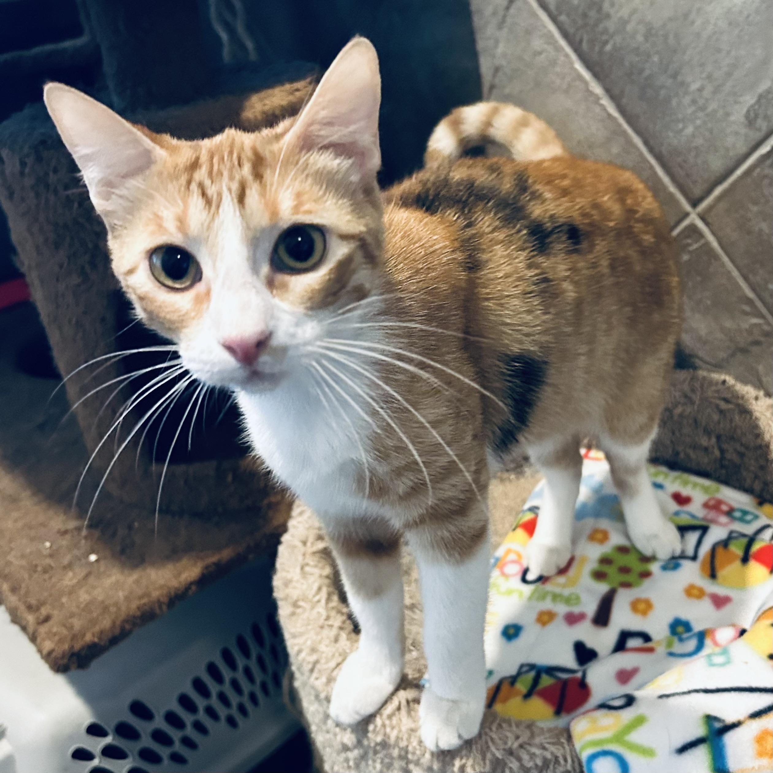 Enlarge Jinx, a Adoptable Domestic Short Hair in Seguin, TX image 3/4