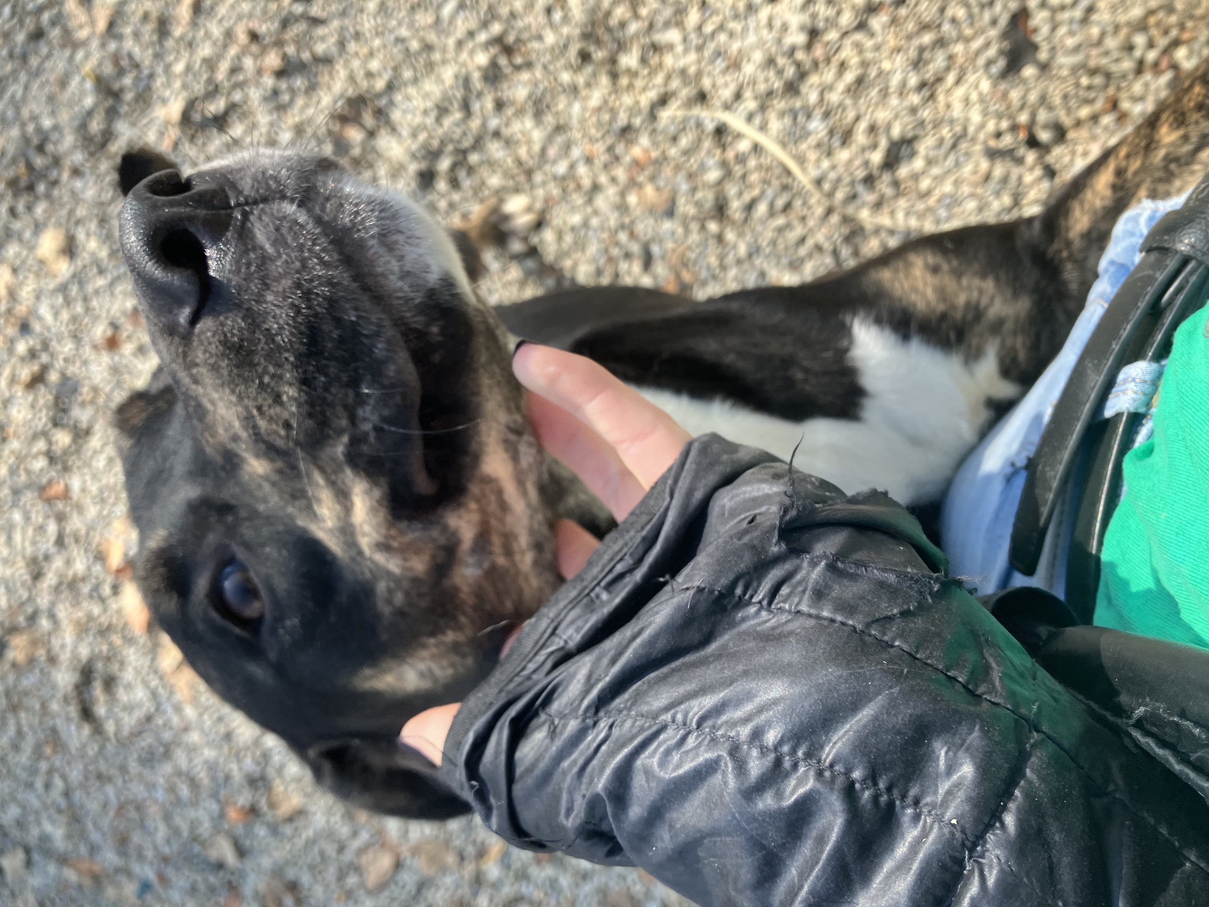 Enlarge Boo, a Adoptable mixed breed in Binghamton, NY image 2/4