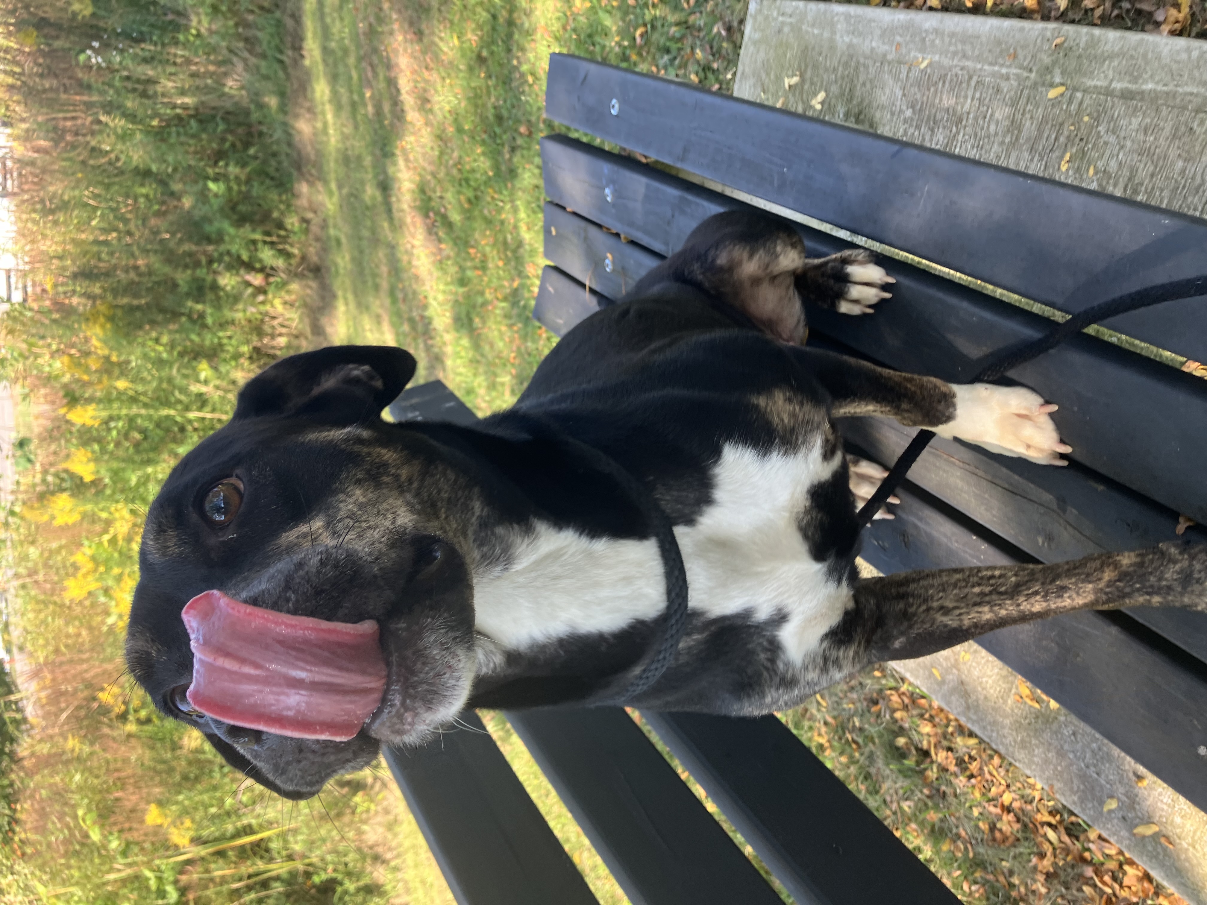Boo, Adult Female German Shepherd Dog