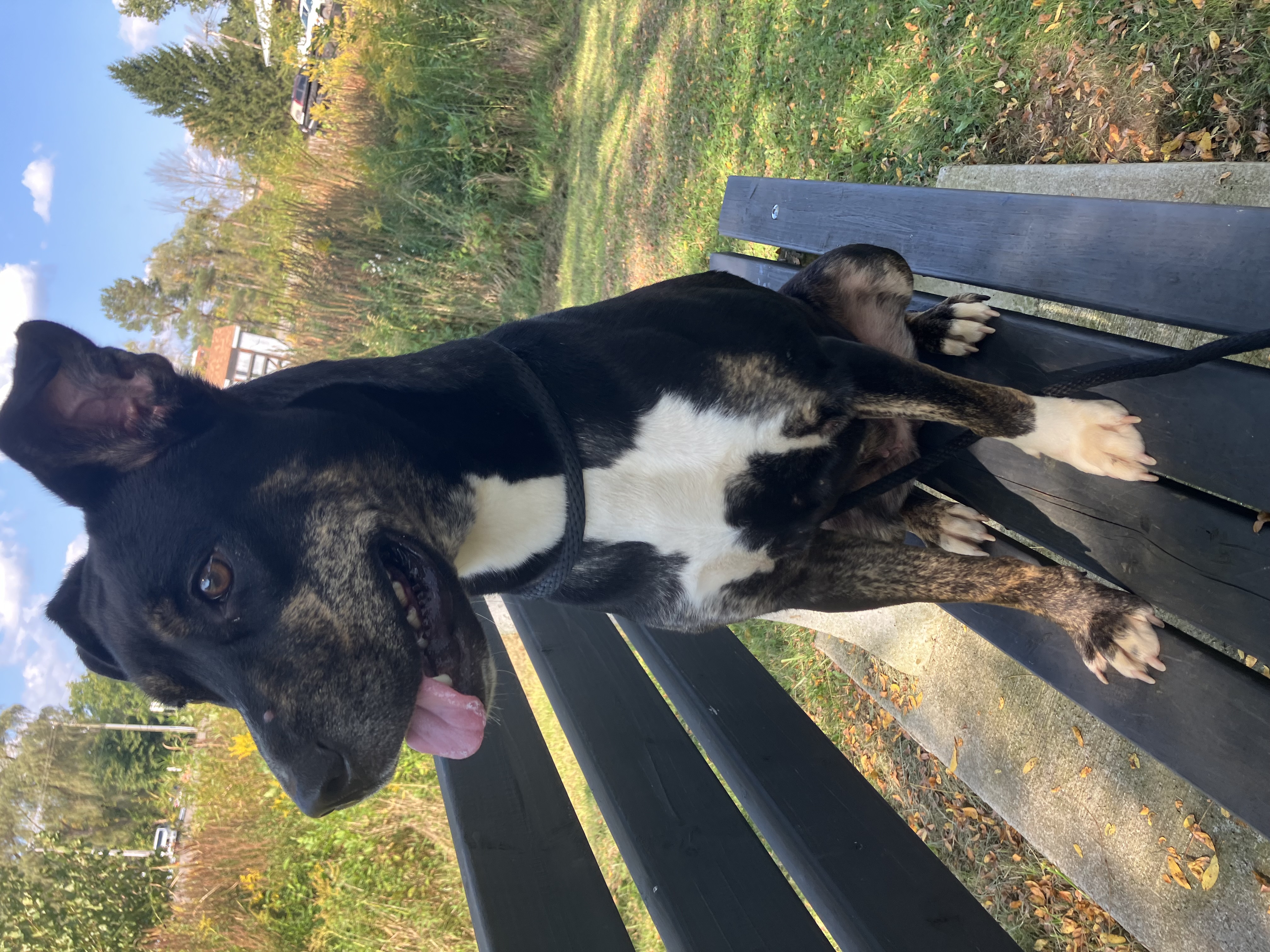 Enlarge Boo, a Adoptable mixed breed in Binghamton, NY image 4/4