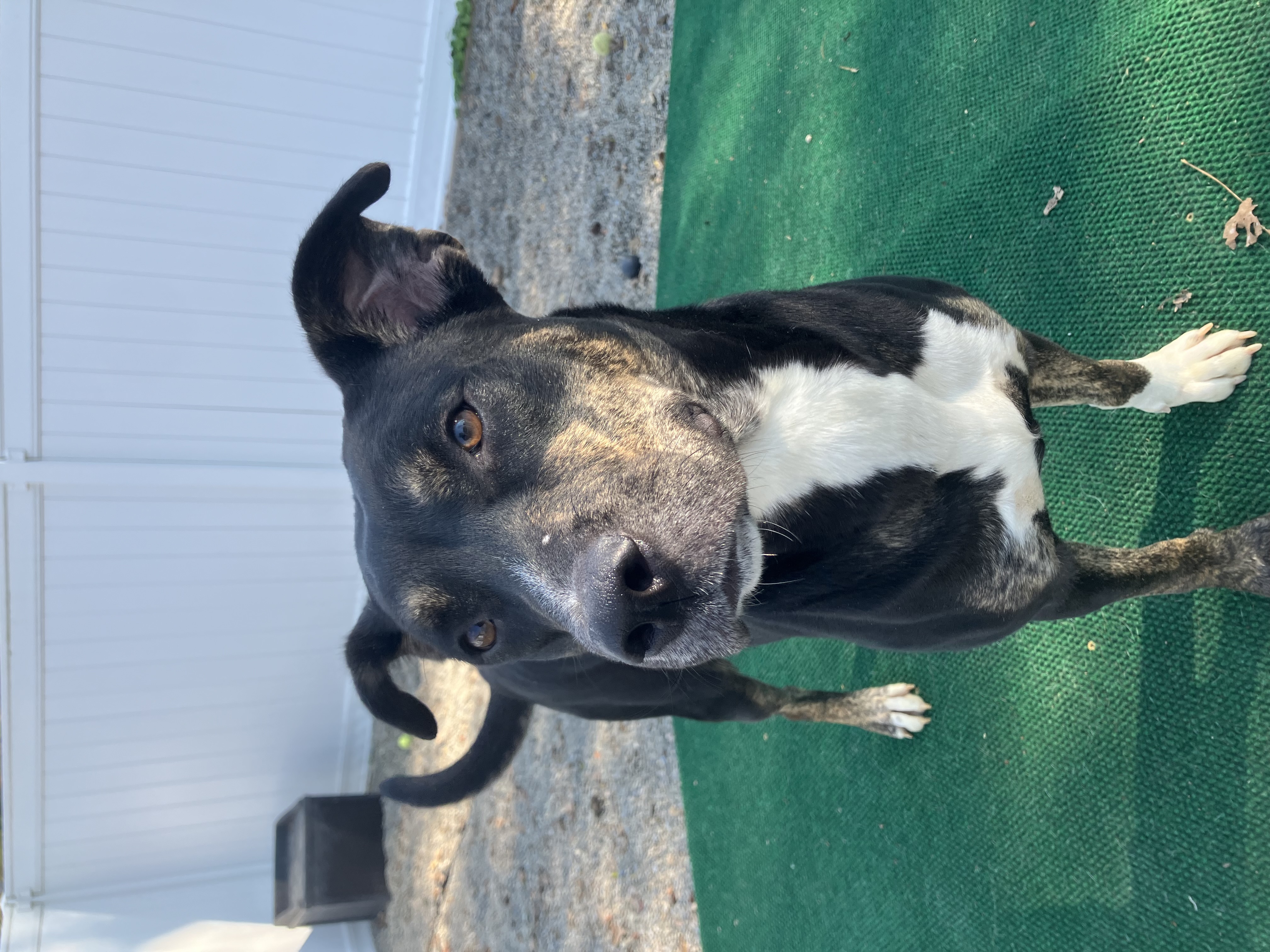 Enlarge Boo, a Adoptable mixed breed in Binghamton, NY image 3/4