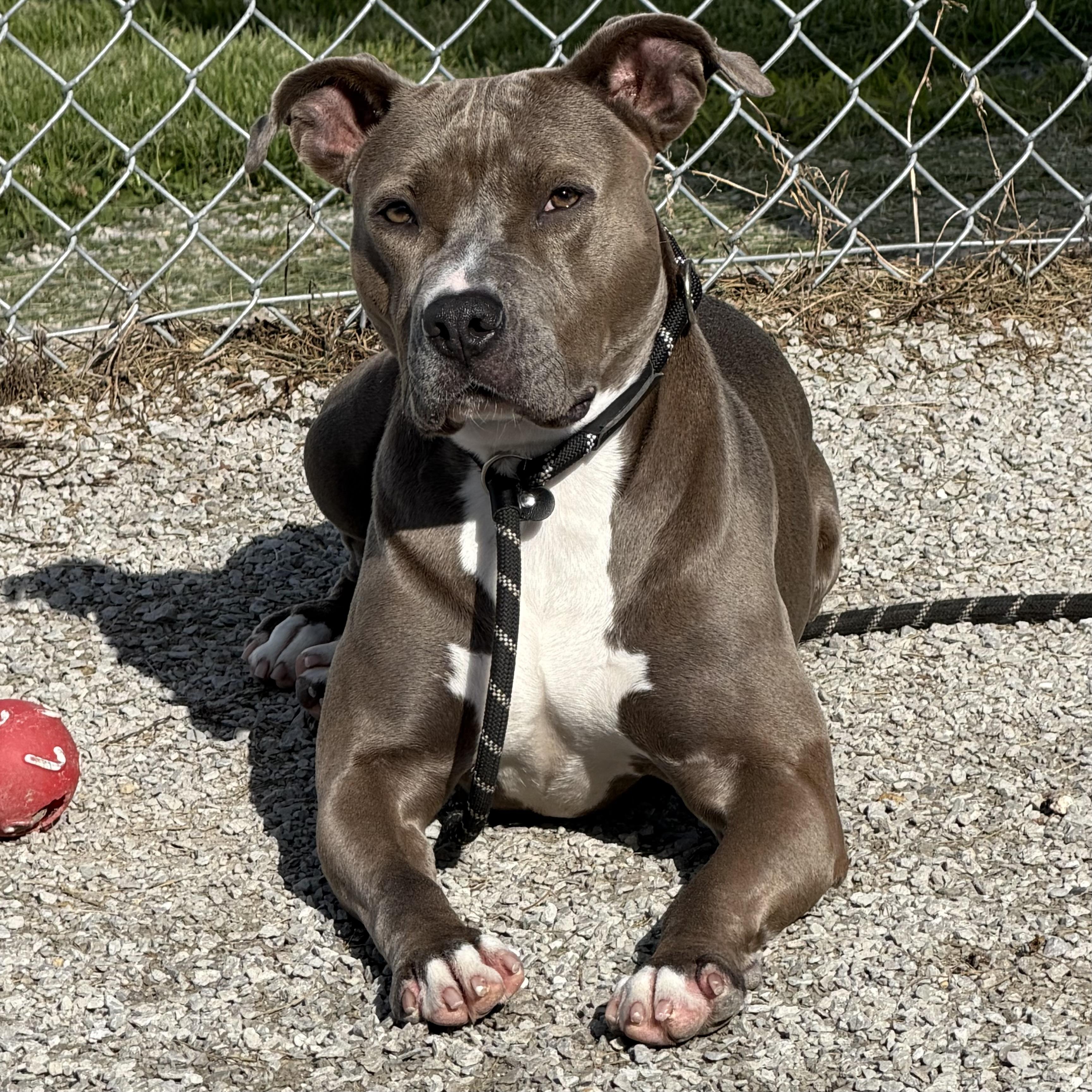 Enlarge Eve, a Adoptable mixed breed in Trenton, MO image 1/5
