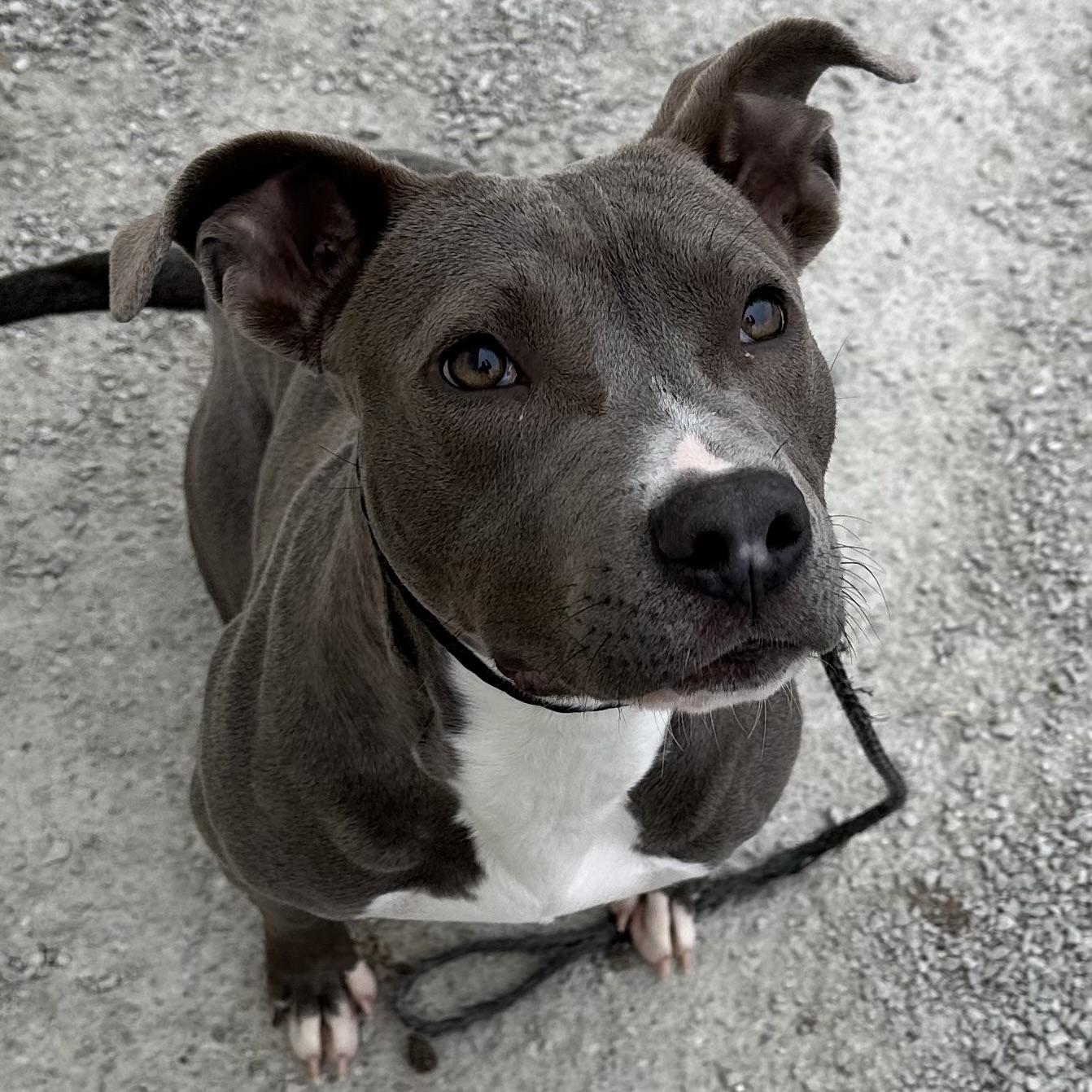 Eve, Young Female Pit Bull Terrier