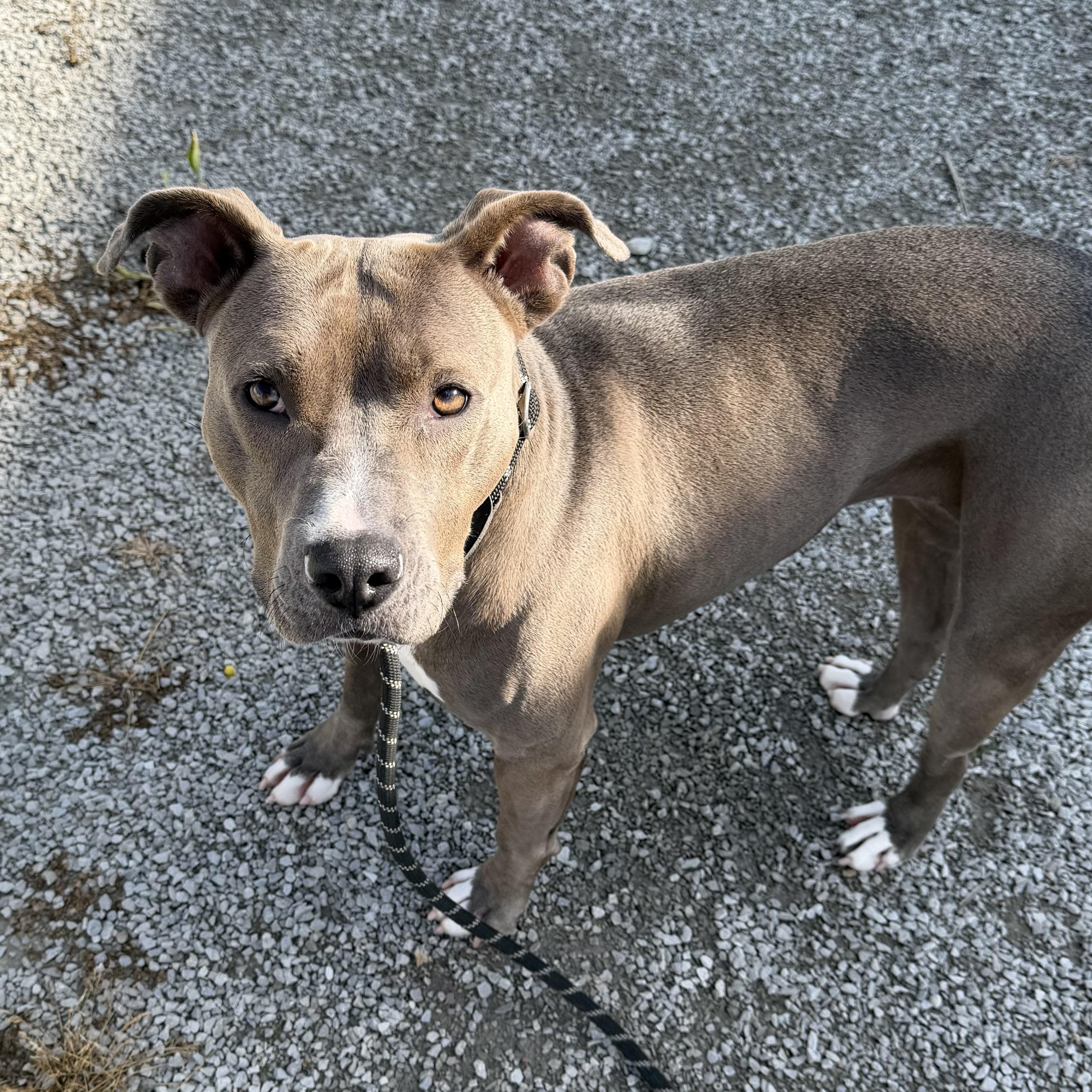 Enlarge Eve, a Adoptable mixed breed in Trenton, MO image 5/5
