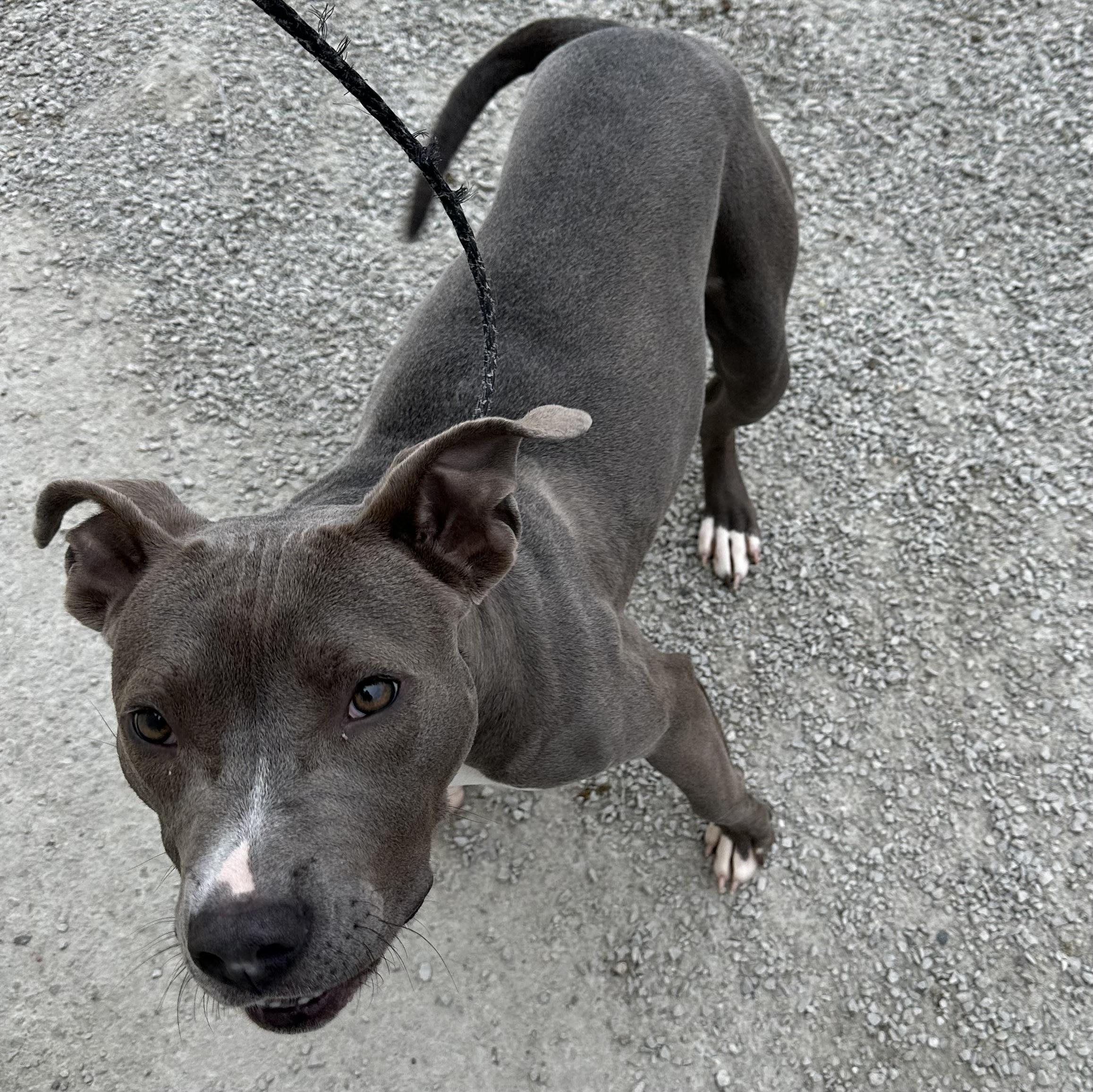 Eve, a Adoptable mixed breed in Trenton, MO image 3/4